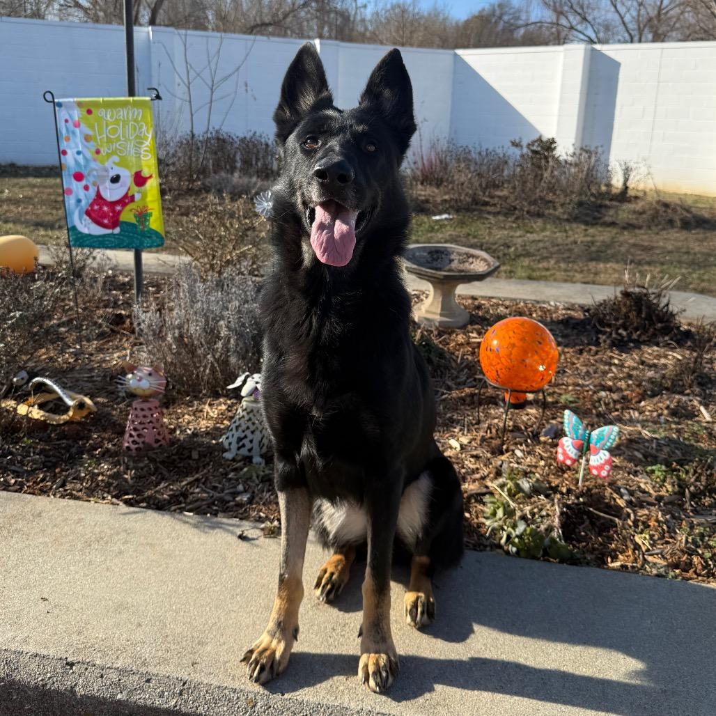 Enlarge Gingersnap, a Adoptable German Shepherd Dog in Martinsville, VA image 4/6