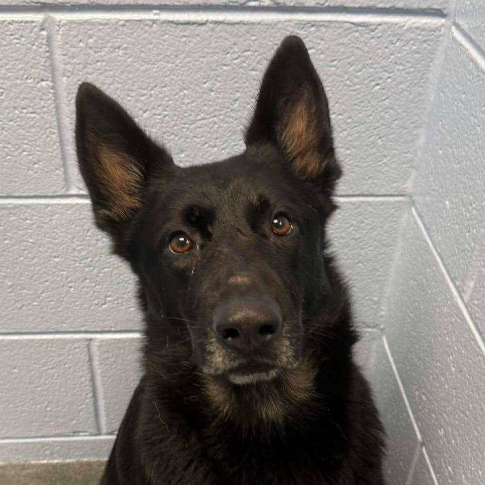 Enlarge Gingersnap, a Adoptable German Shepherd Dog in Martinsville, VA image 5/6