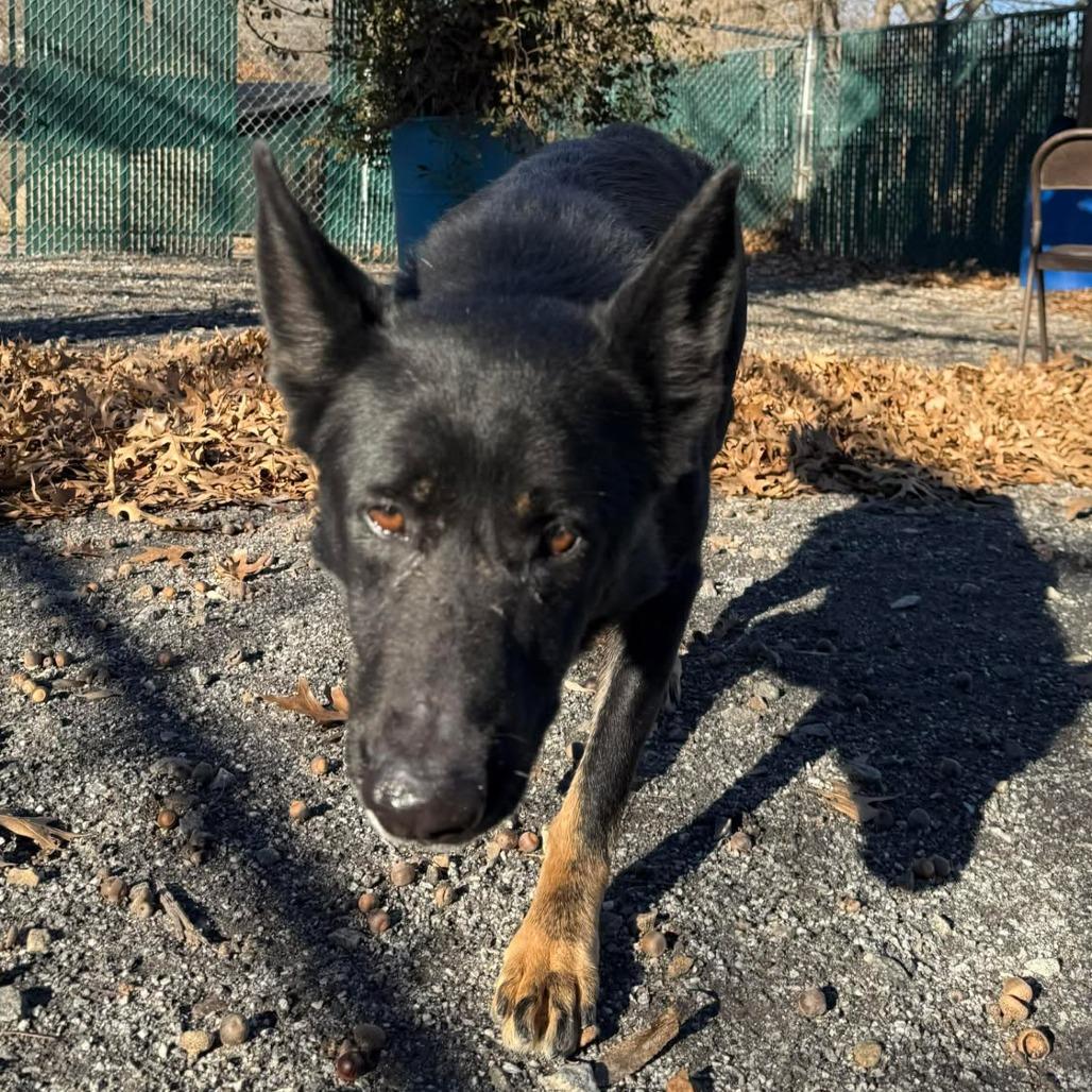 Enlarge Gingersnap, a Adoptable German Shepherd Dog in Martinsville, VA image 6/6