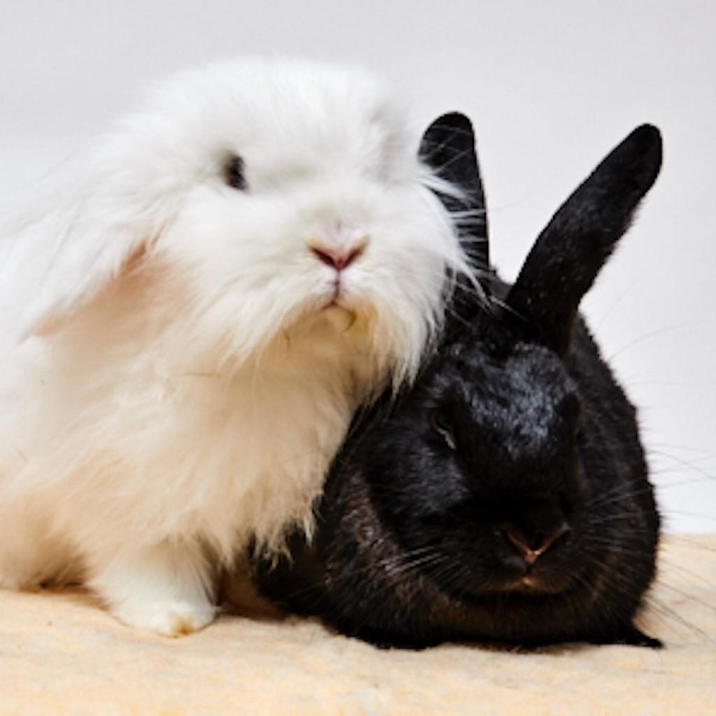Coconut / Coal, Adoptable, Senior Female Lionhead.