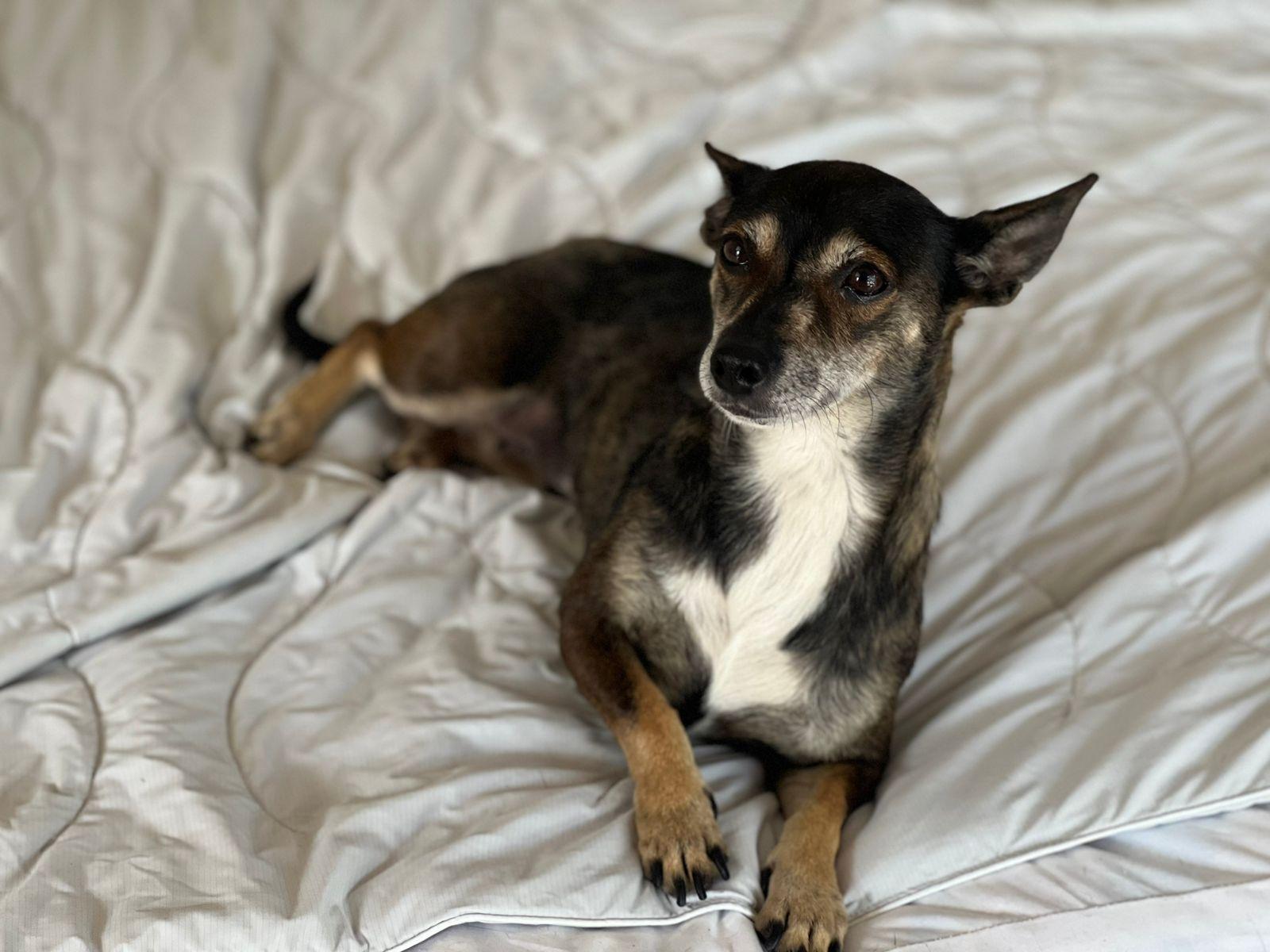 Amanda, a Adoptable mixed breed in Sherwood, OR image 3/5