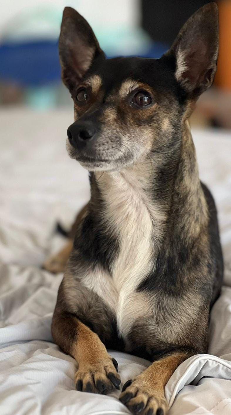 Amanda, a Adoptable mixed breed in Sherwood, OR image 2/5