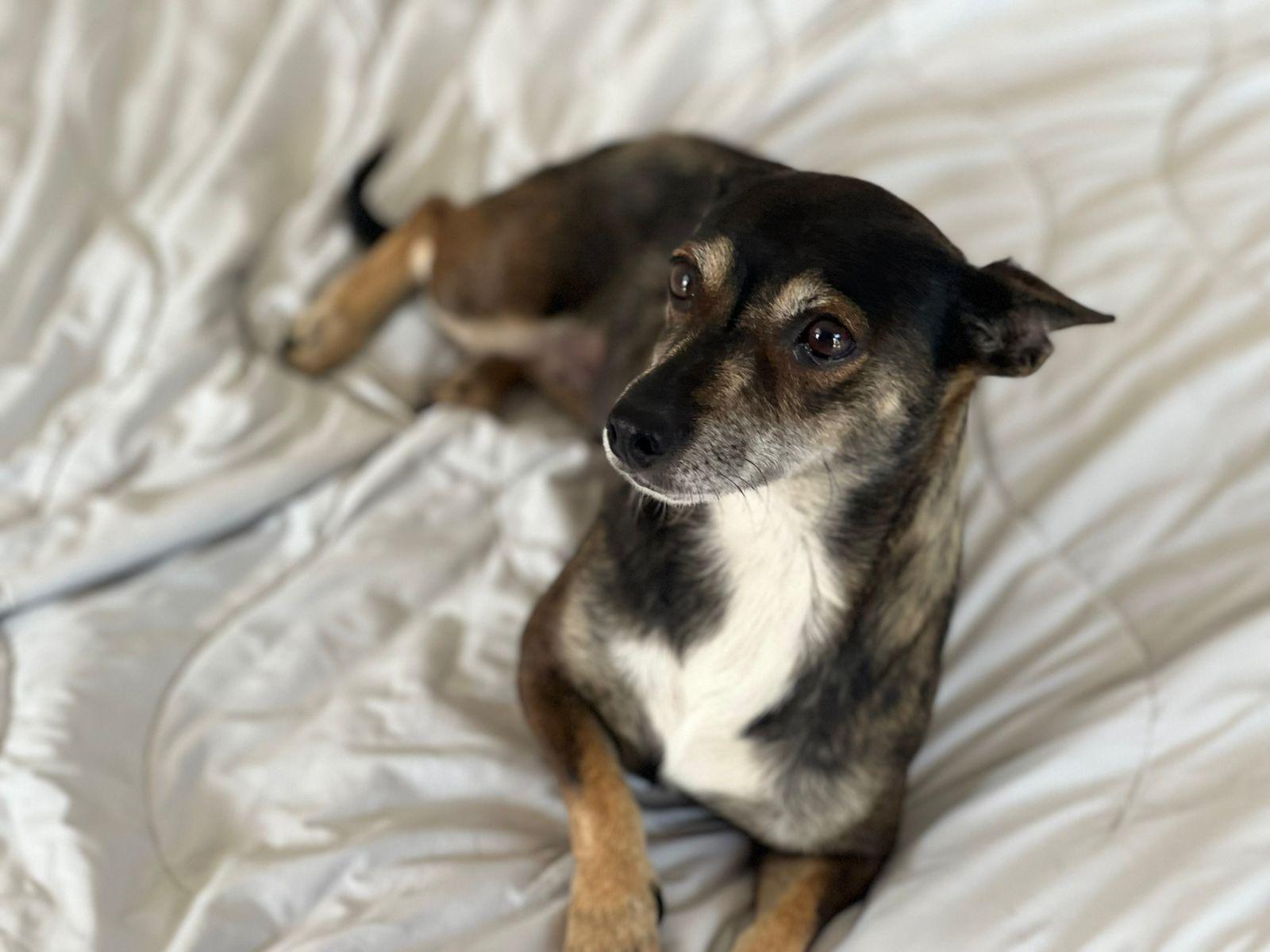 Amanda, a Adoptable mixed breed in Sherwood, OR image 4/5