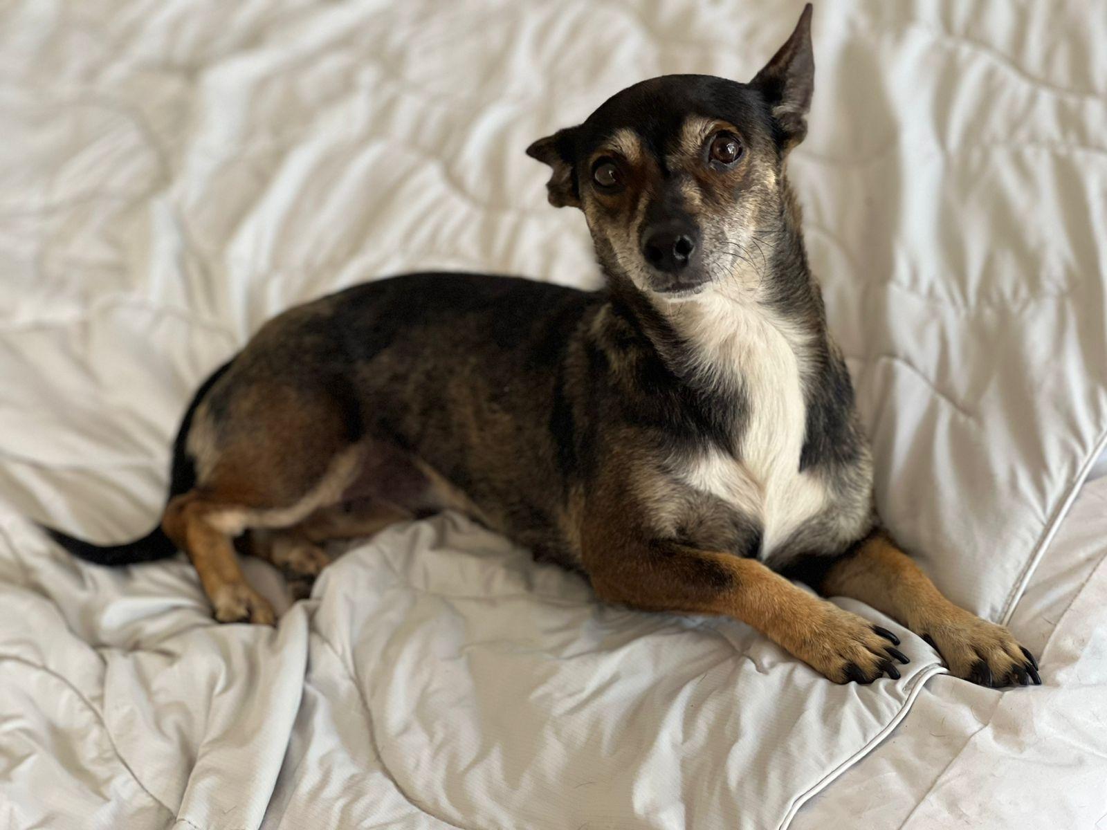 Amanda, Adoptable, Adult Female Chihuahua & Miniature Pinscher.