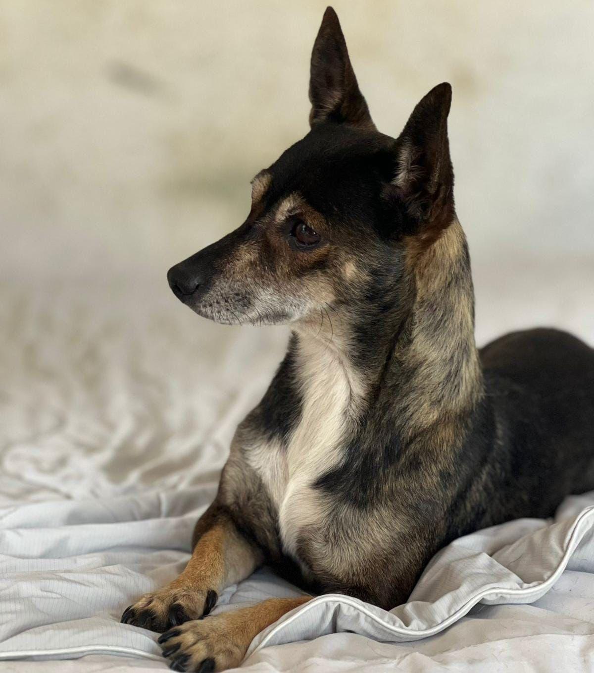 Amanda, a Adoptable mixed breed in Sherwood, OR image 5/5