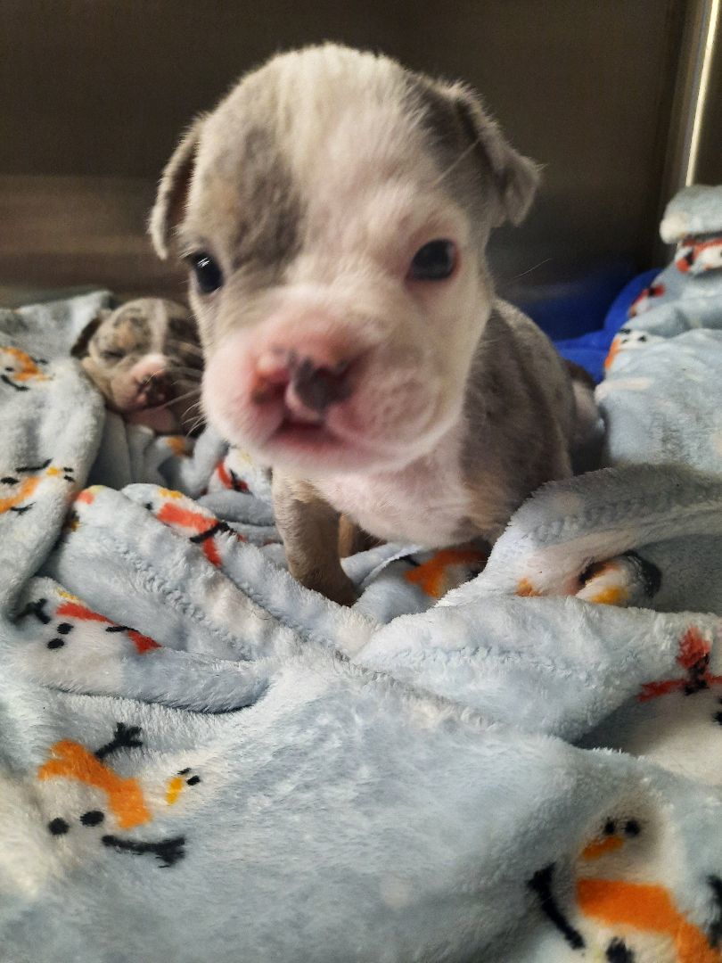 Tyson, Adopted, Puppy Male American Bully.