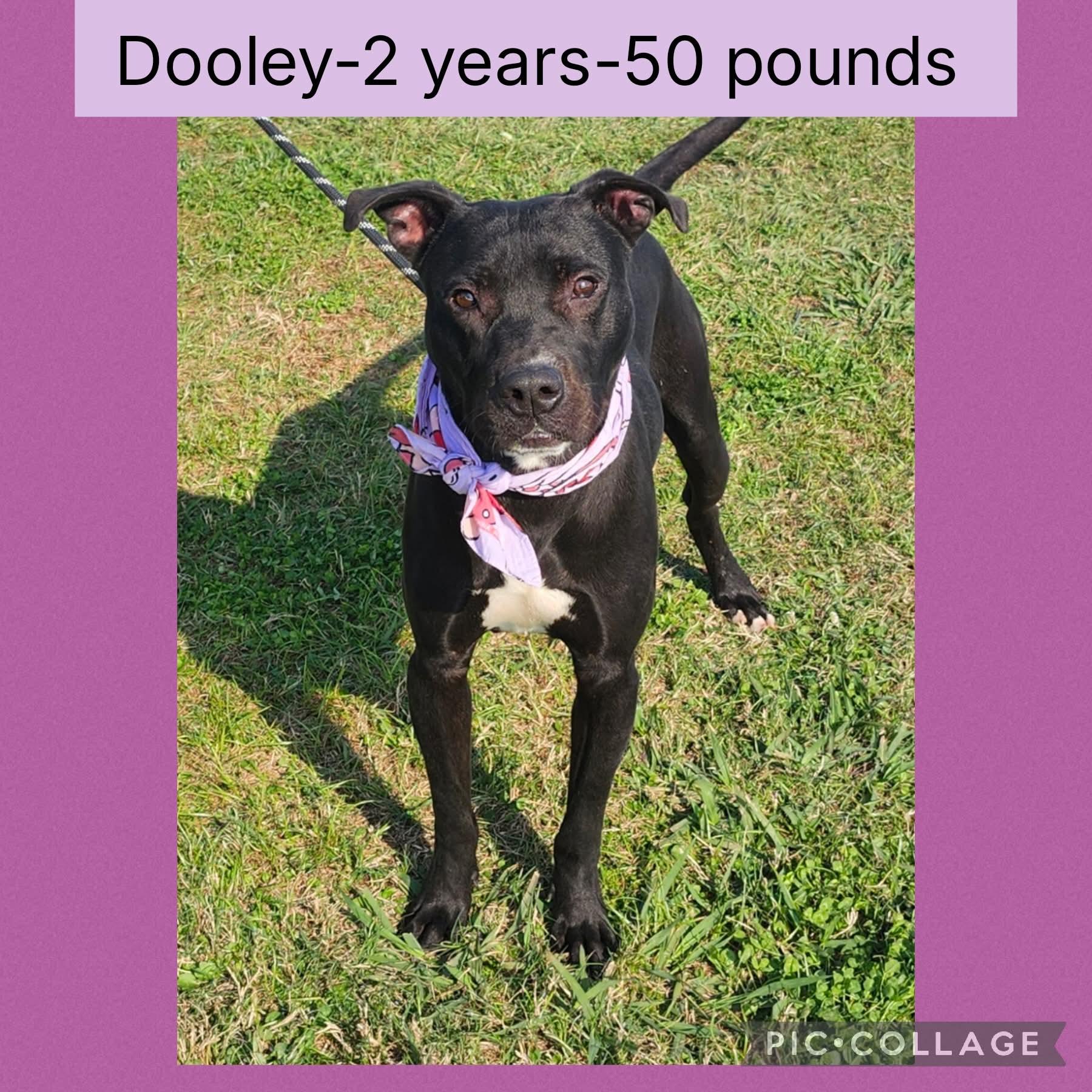 Enlarge Dooley, a ADOPTABLE mixed breed in New Iberia, LA image 1/1