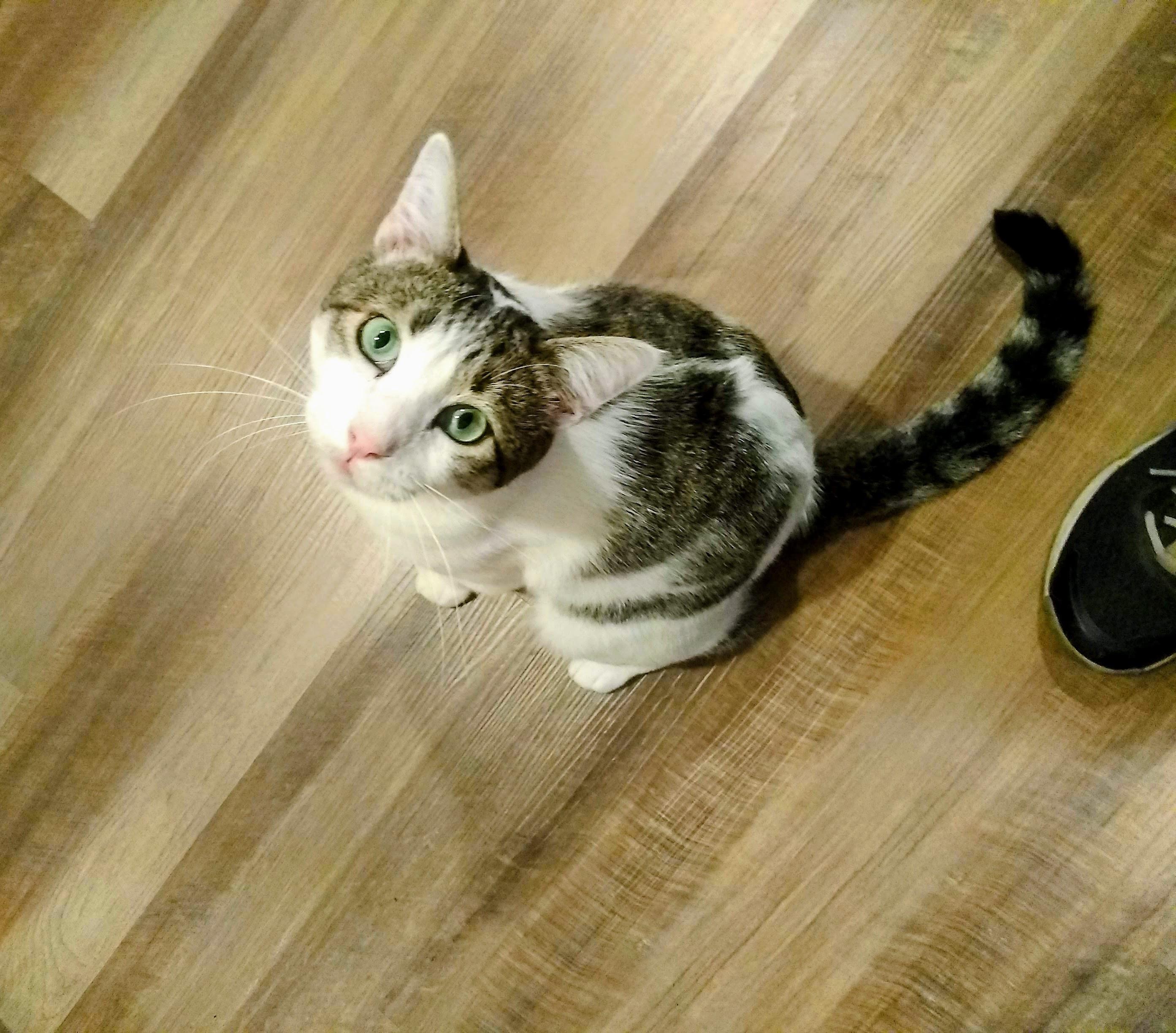 Starsky, a Adoptable Domestic Short Hair in Santa Cruz, CA image 4/6