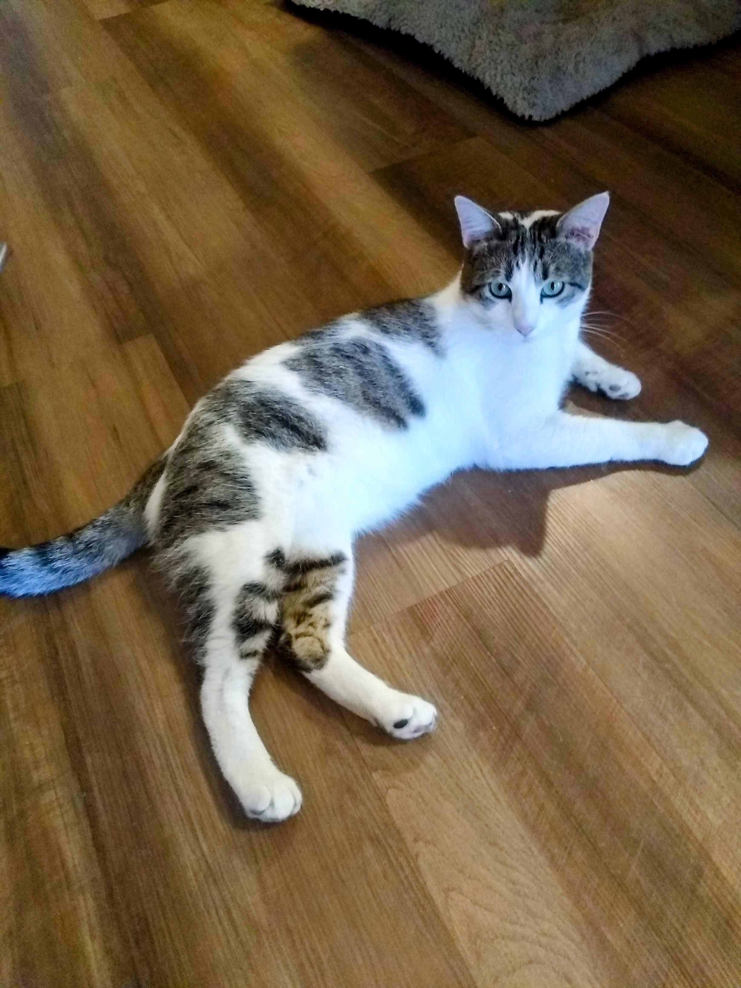 Starsky, a Adoptable Domestic Short Hair in Santa Cruz, CA image 2/6