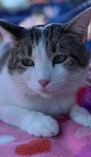 Starsky, Adoptable, Young Male Domestic Short Hair.