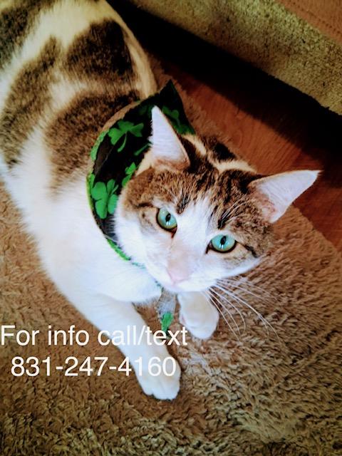 Starsky, a Adoptable Domestic Short Hair in Santa Cruz, CA image 1/6