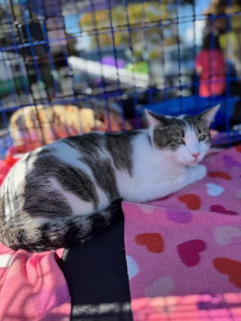 Starsky, a Adoptable Domestic Short Hair in Santa Cruz, CA image 6/6