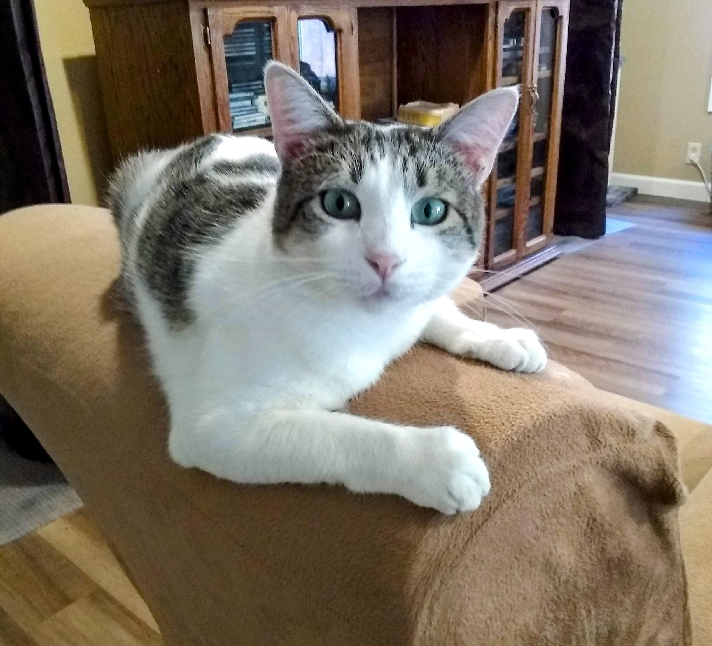 Starsky, a Adoptable Domestic Short Hair in Santa Cruz, CA image 3/6