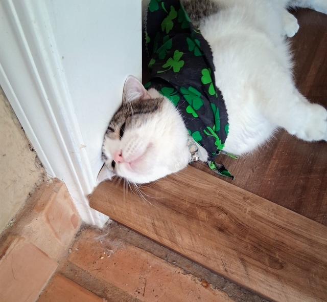 Starsky, a Adoptable Domestic Short Hair in Santa Cruz, CA image 3/6