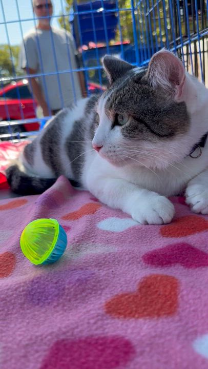 Enlarge Starsky, a Adoptable Domestic Short Hair in Santa Cruz, CA video 5/6