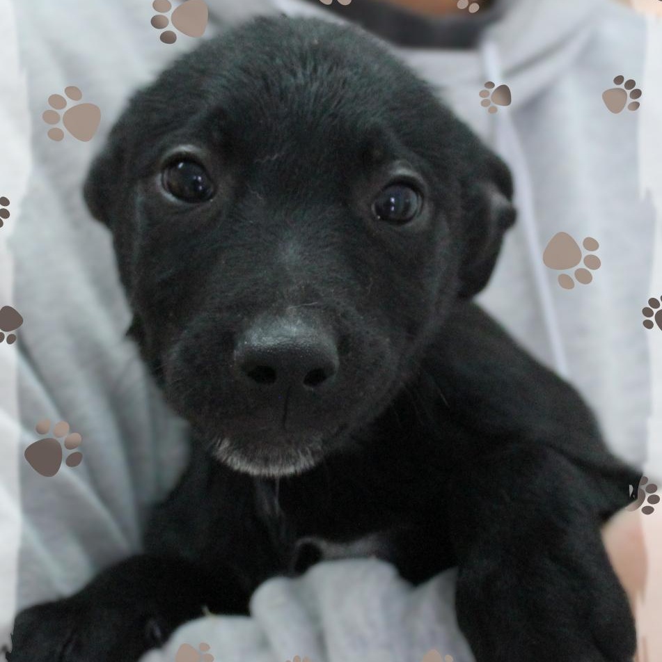 Gus, ADOPTABLE, Puppy Male Mixed Breed.