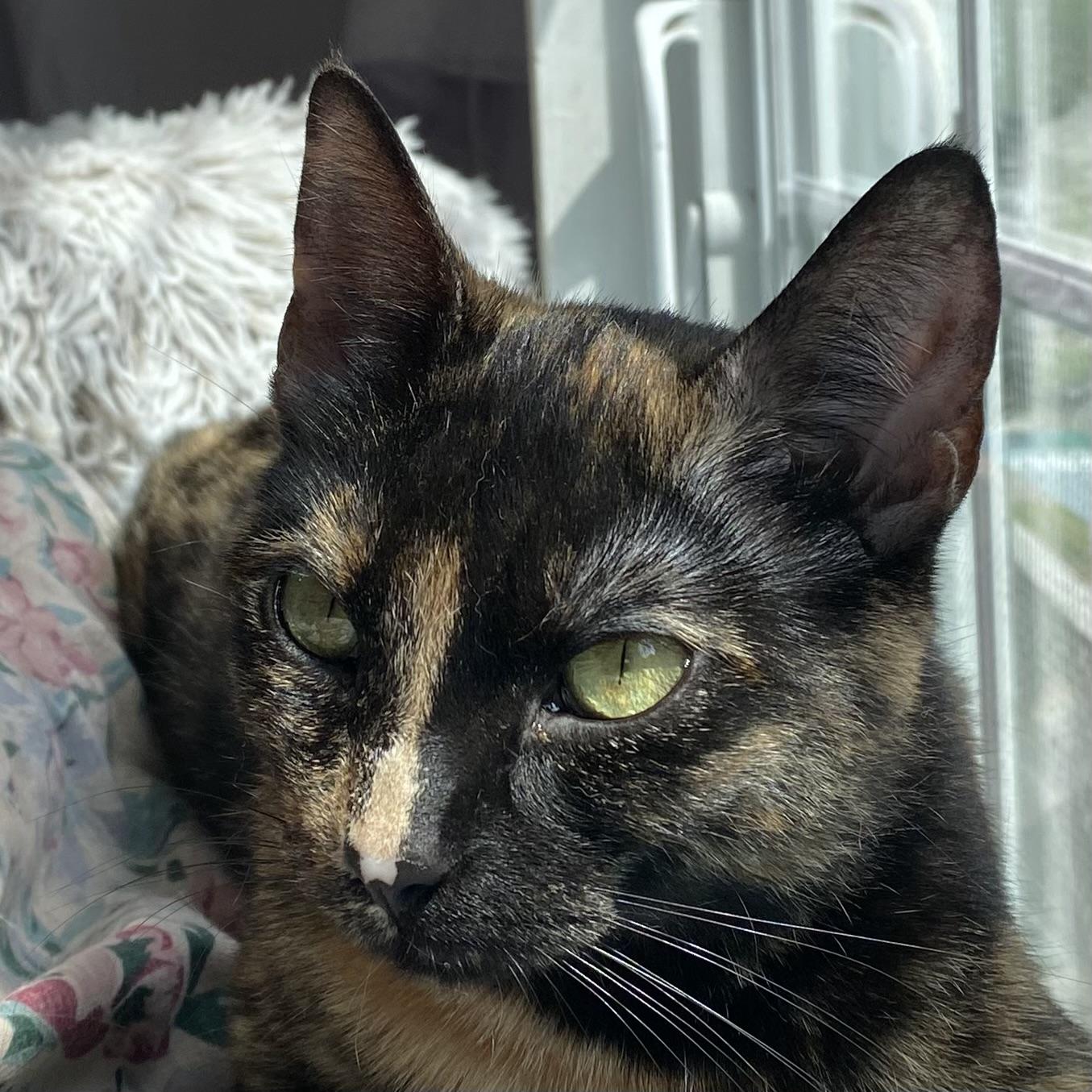 Ladybug, a Adoptable Tortoiseshell in Stanstead, QC image 5/5