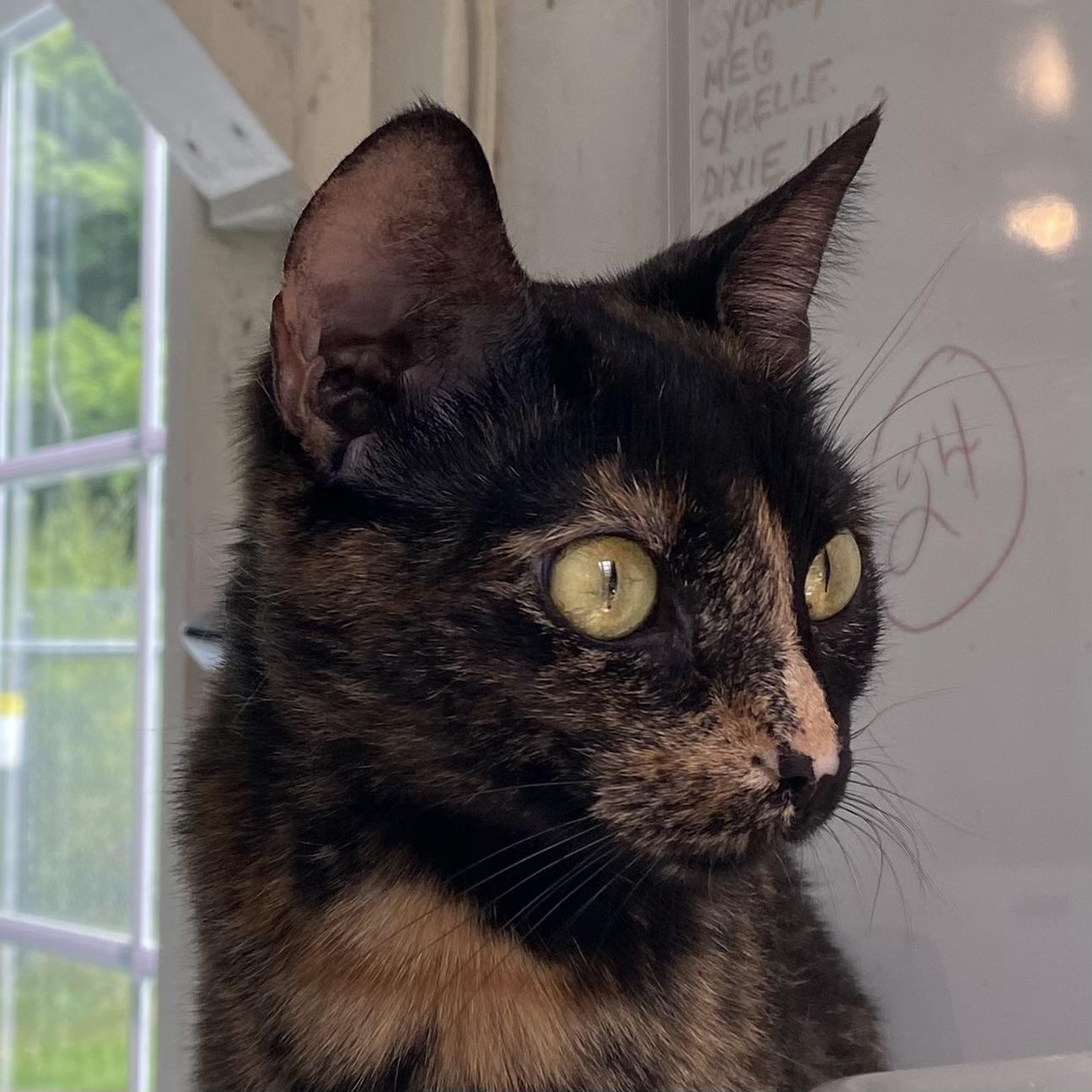 Ladybug, Adoptable, Adult Female Tortoiseshell.