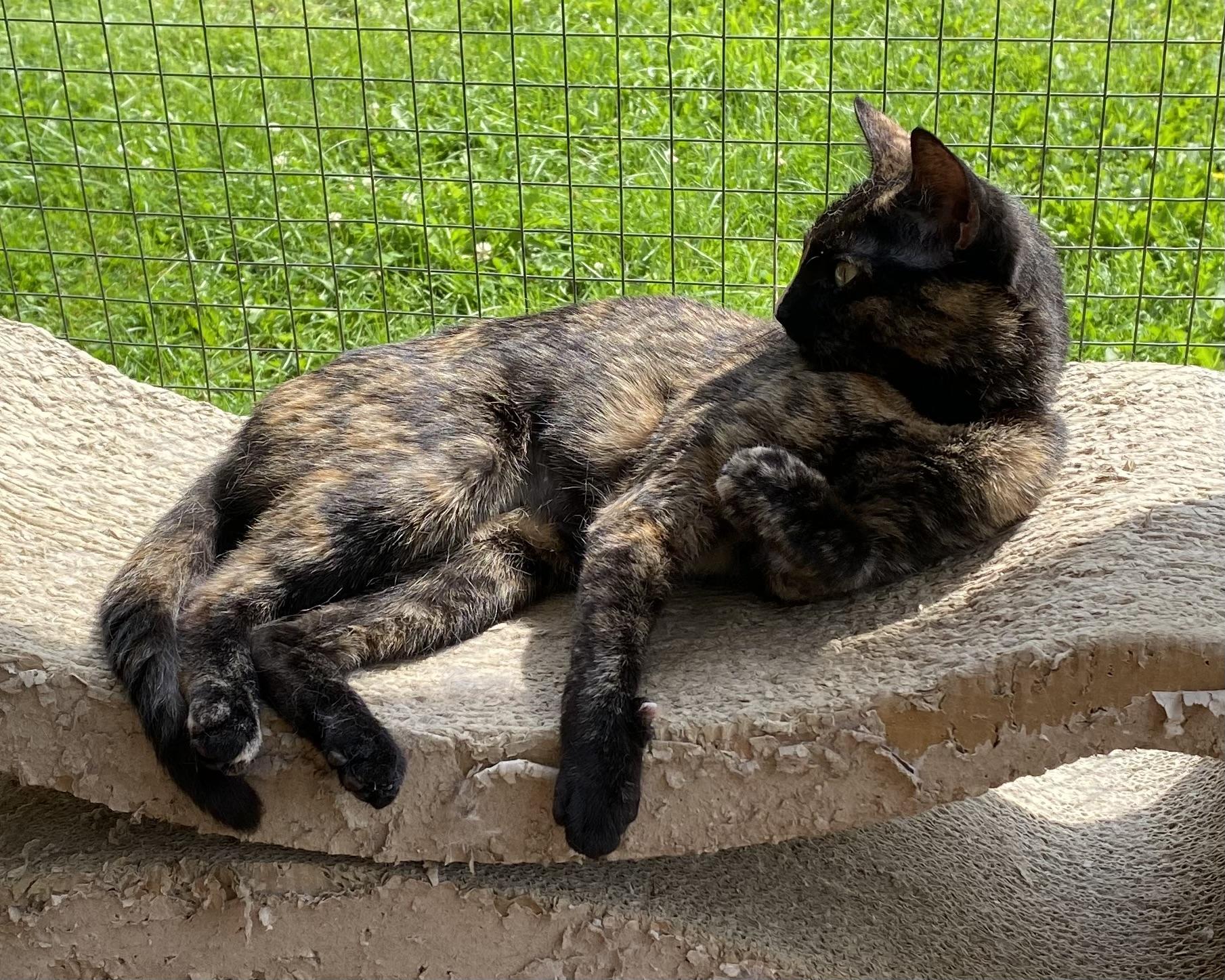 Ladybug, a Adoptable Tortoiseshell in Stanstead, QC image 2/5