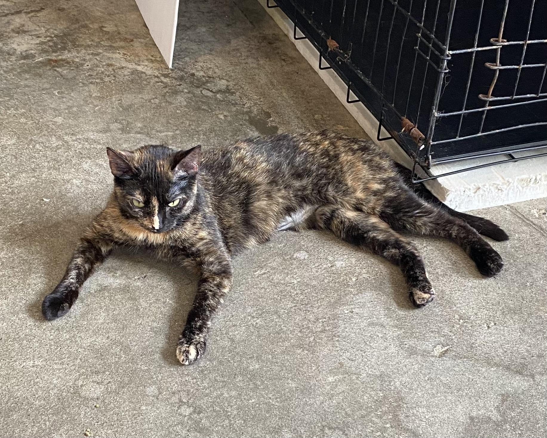 Ladybug, a Adoptable Tortoiseshell in Stanstead, QC image 3/5