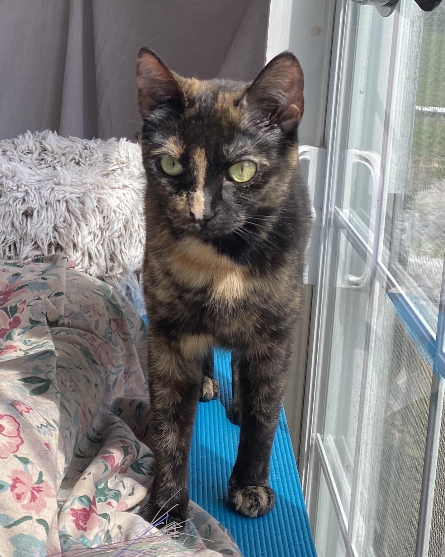 Ladybug, a Adoptable Tortoiseshell in Stanstead, QC image 4/5