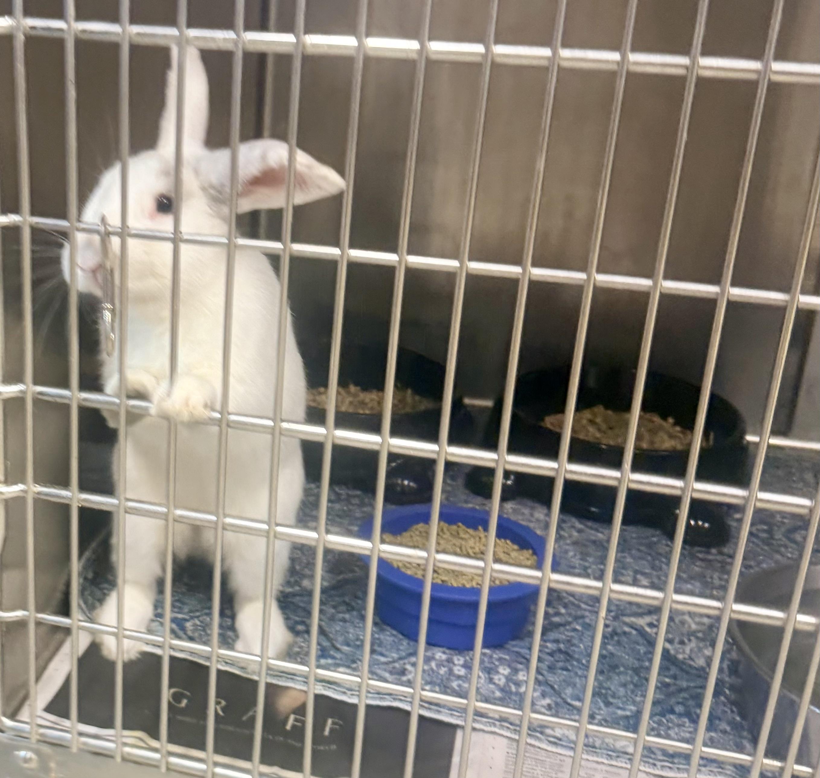 Enlarge Boo, a Adoptable American in Petersburg, VA image 2/2