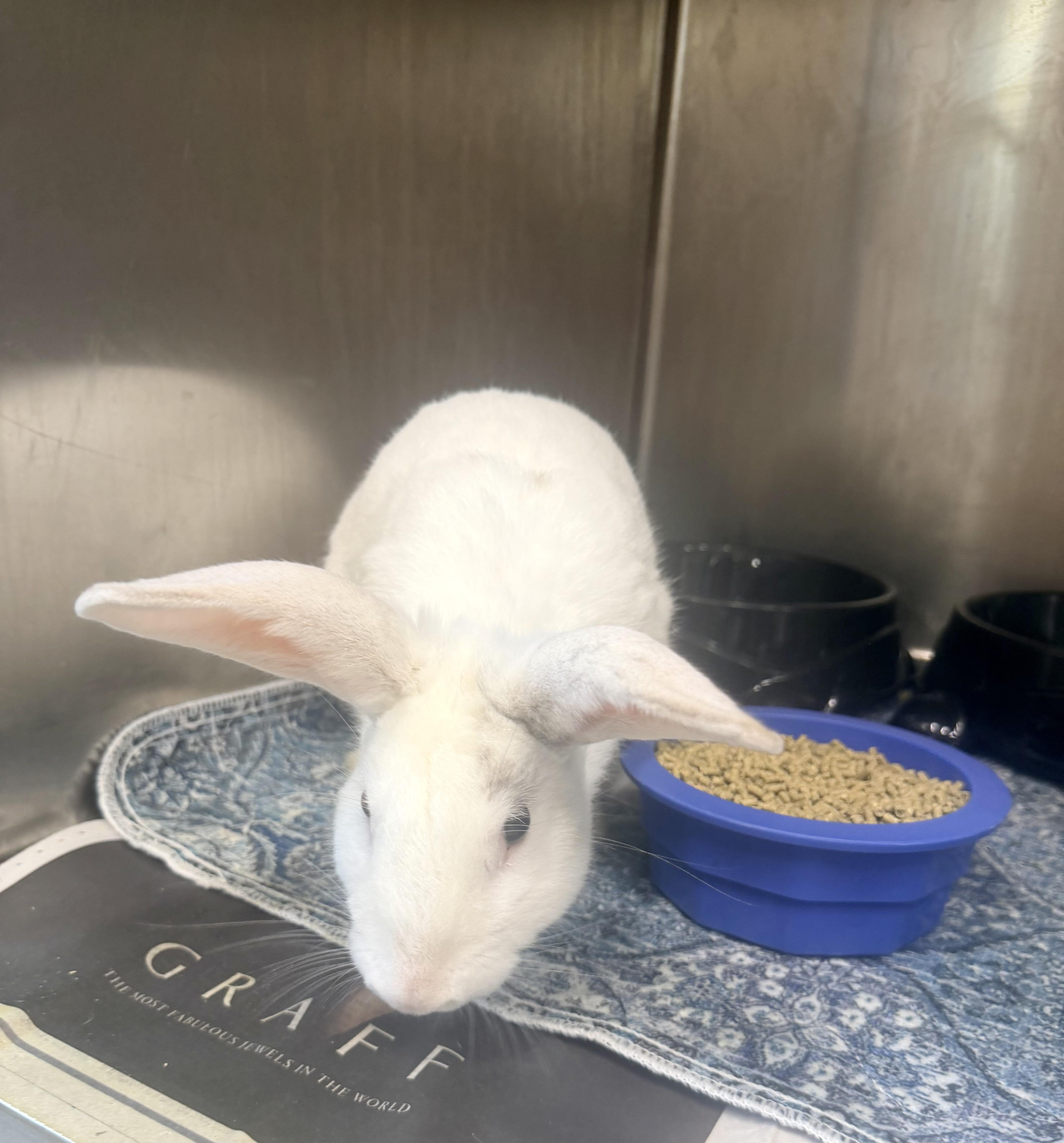 Enlarge Boo, a Adoptable American in Petersburg, VA image 1/2