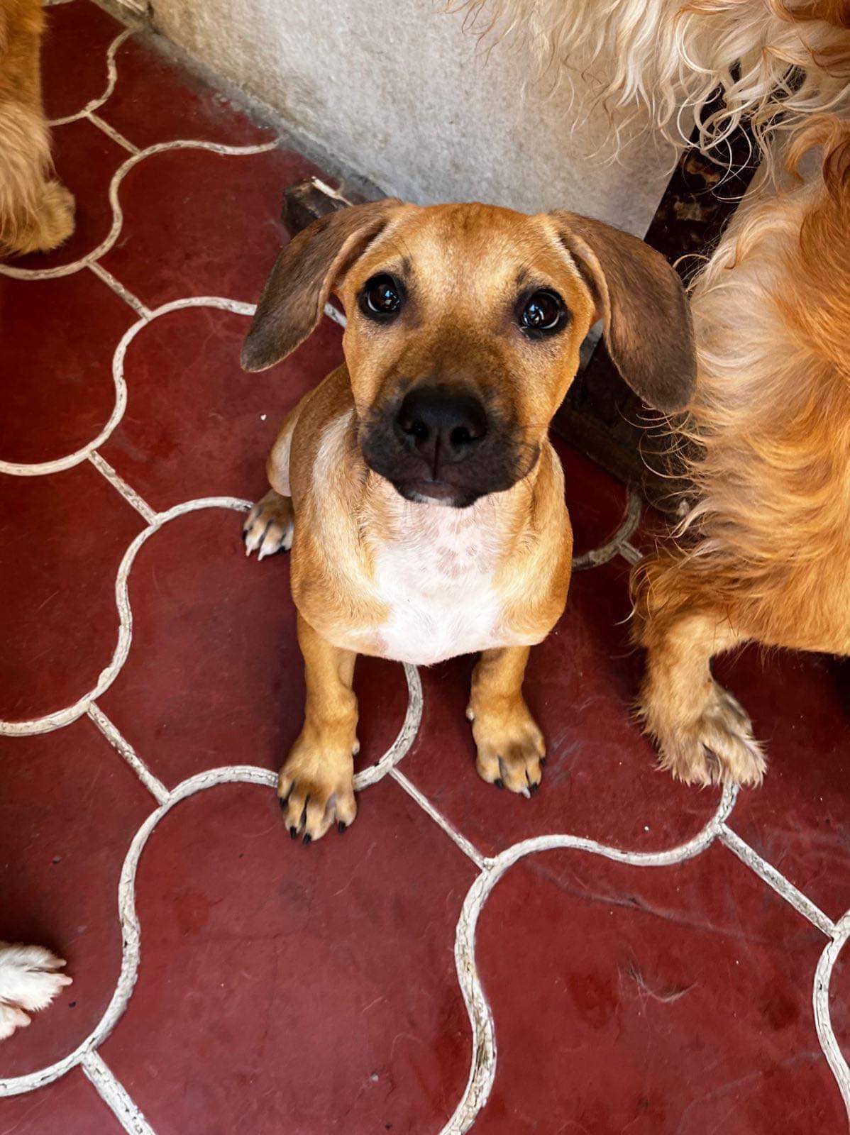 Chai (20240710-01) — thumbnail 2