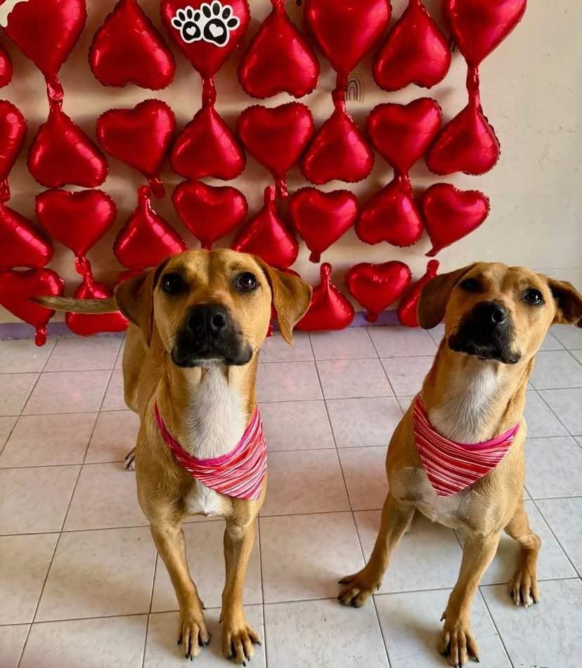 Chai (20240710-01) — thumbnail 3