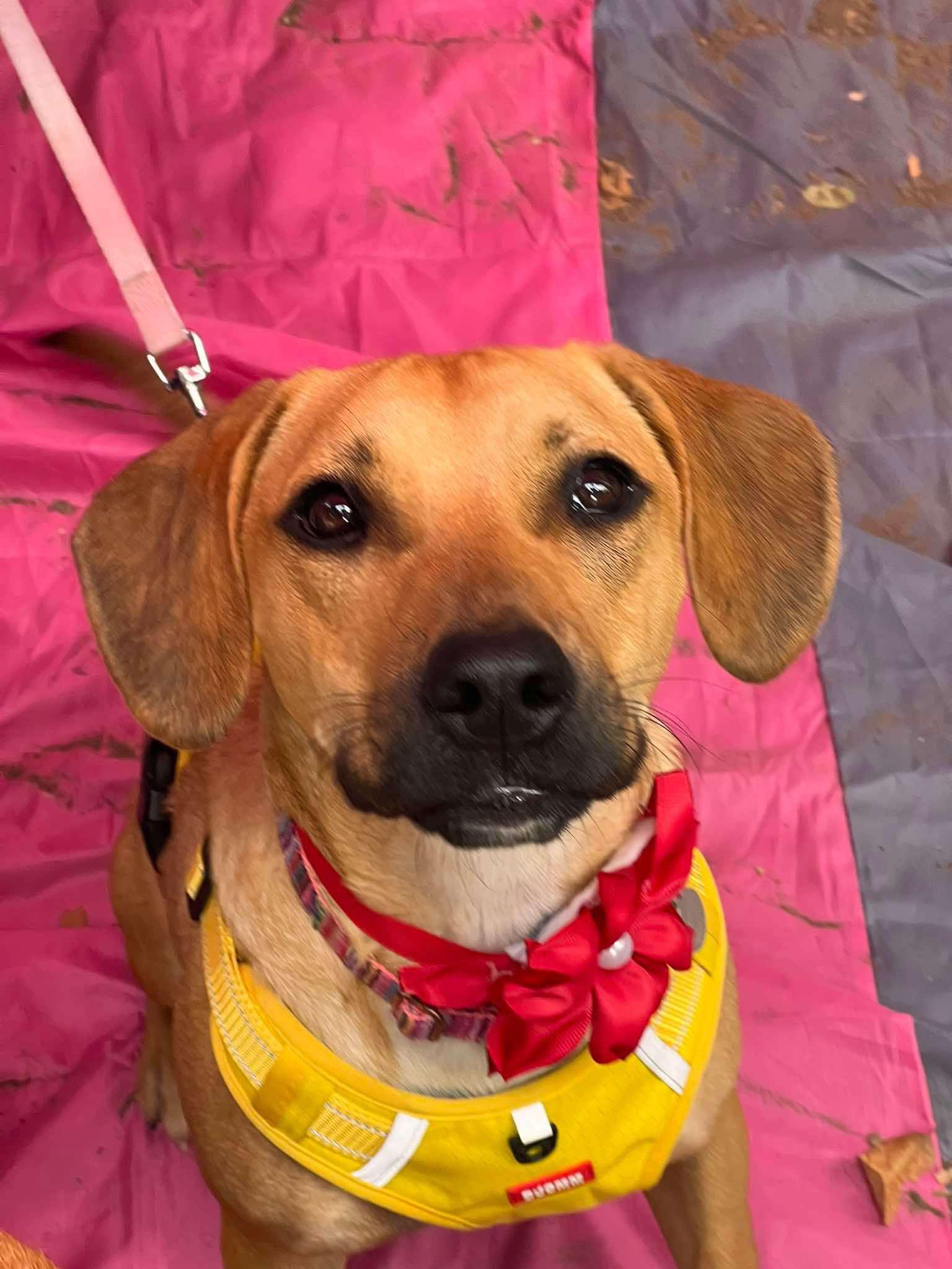 Enlarge Chai (20240710-01), a Adoptable Labrador Retriever in Mississauga, ON image 2/6