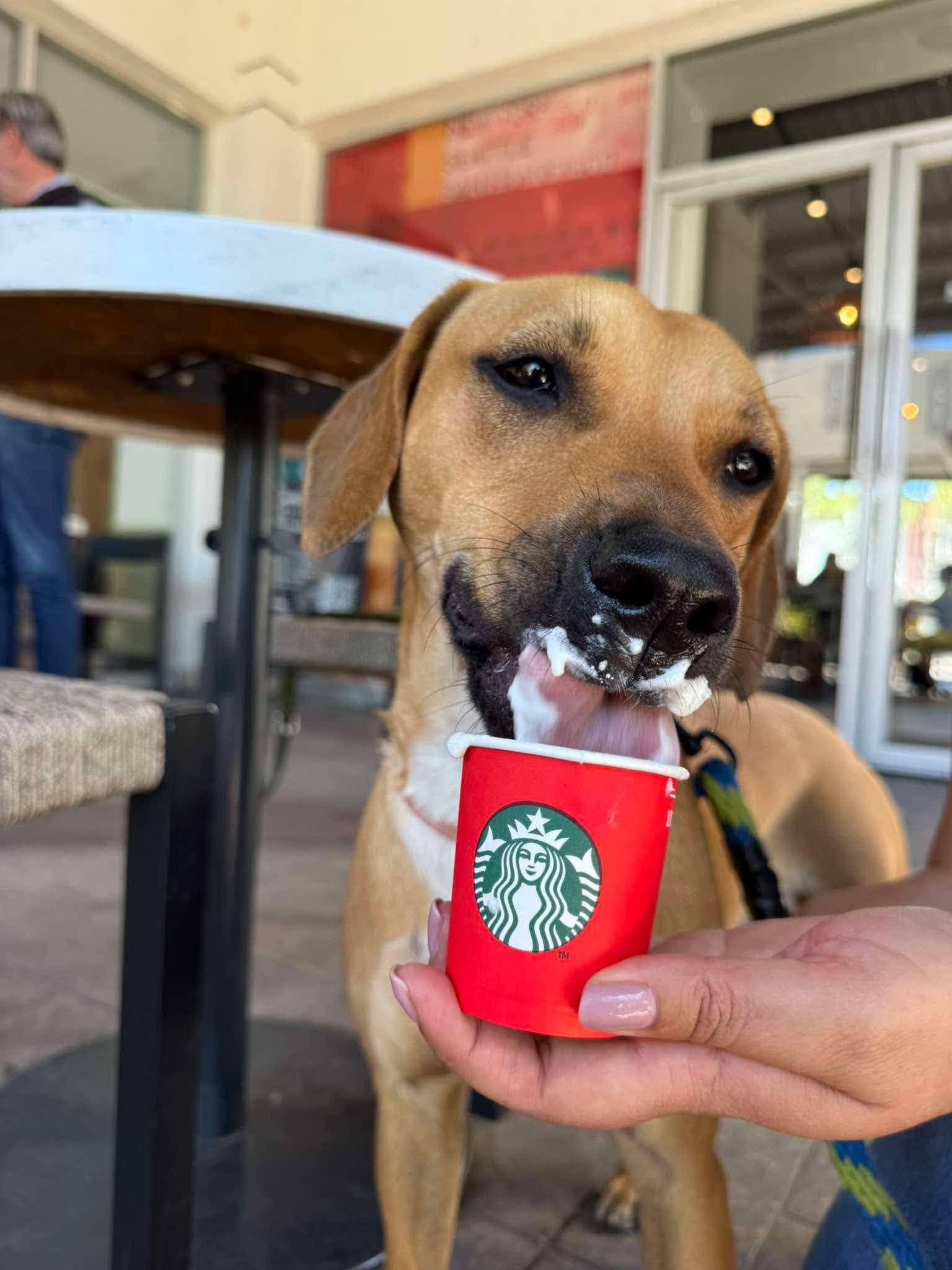 Chai (20240710-01) — thumbnail 5