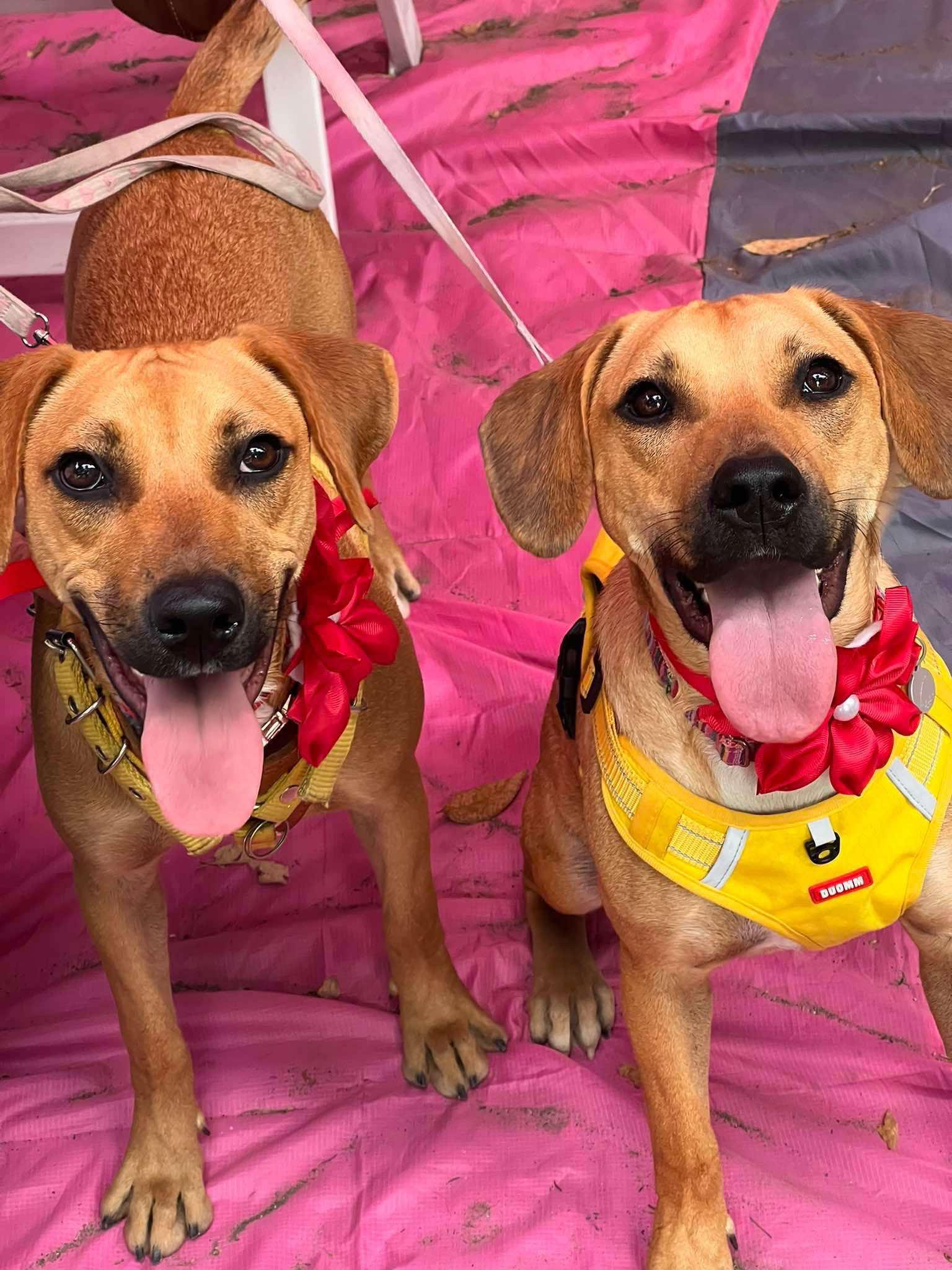 Chai (20240710-01) — thumbnail 6