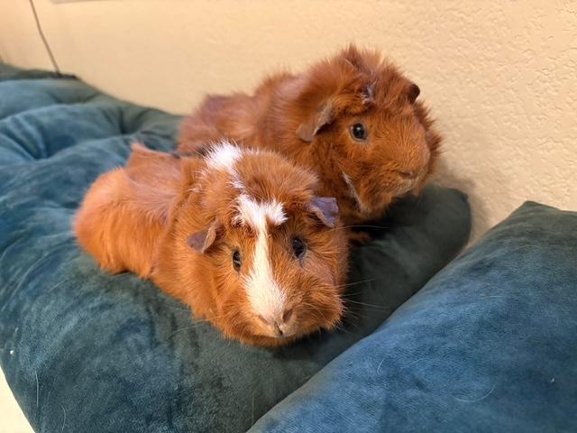 Arthur and Charlie, Adoptable, Young Male Abyssinian.
