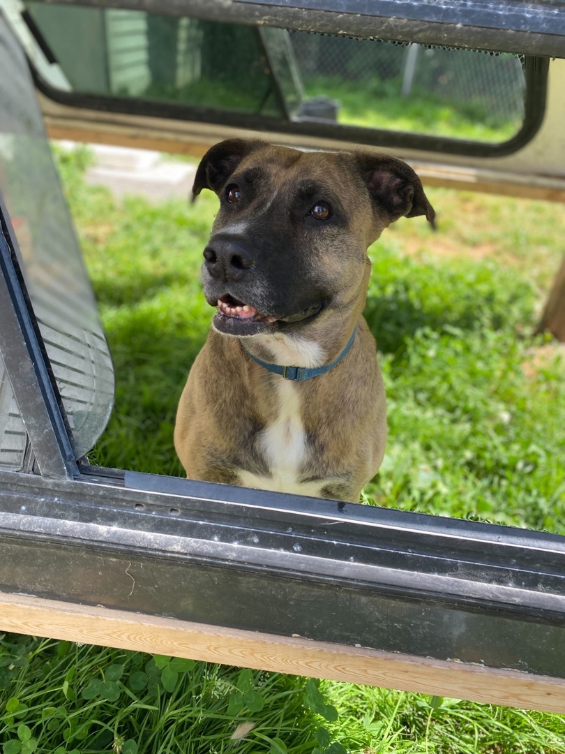 Mardi Gras, a Adoptable mixed breed in Montrose, PA image 5/5