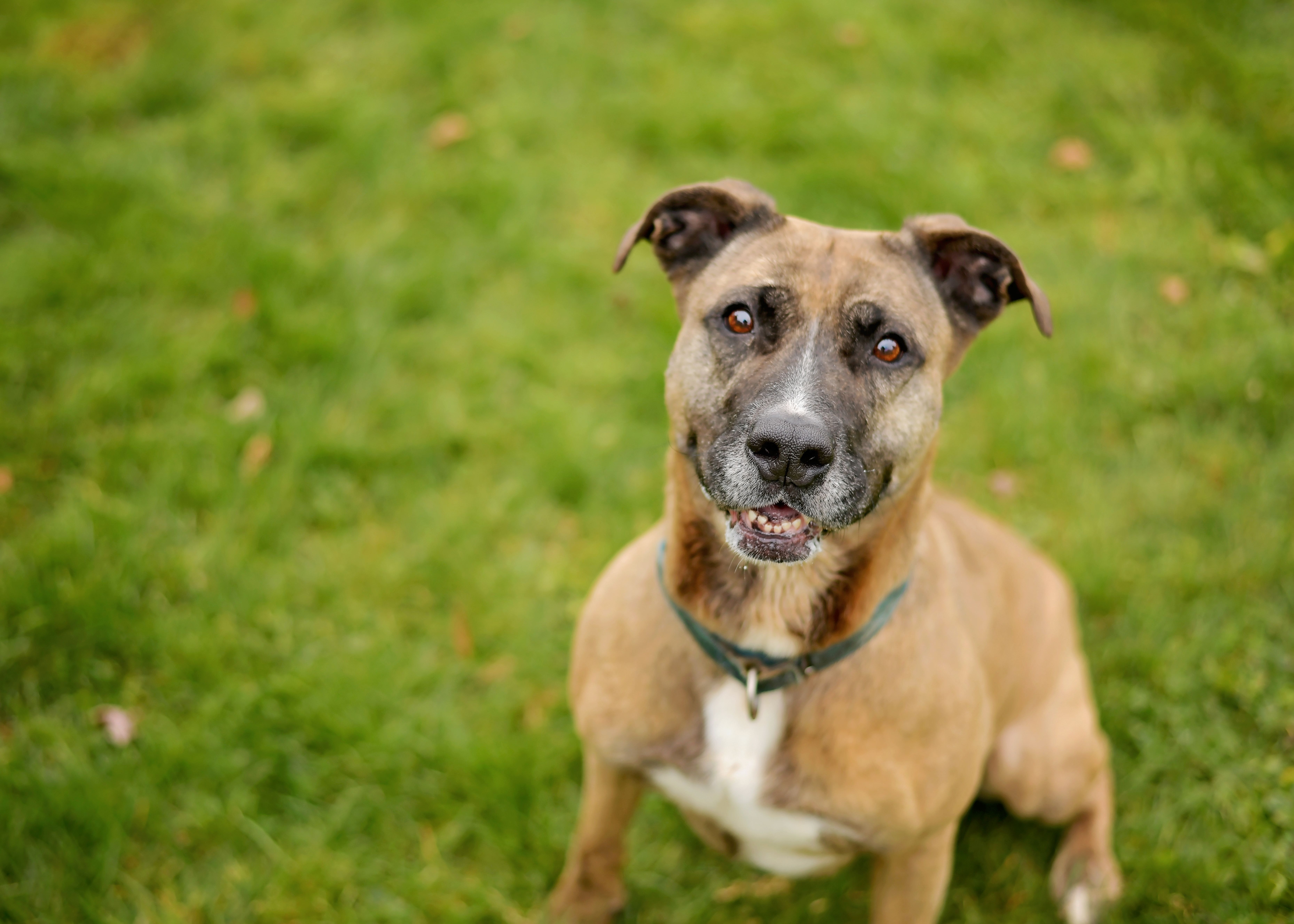 Mardi Gras, a Adoptable mixed breed in Montrose, PA image 3/5