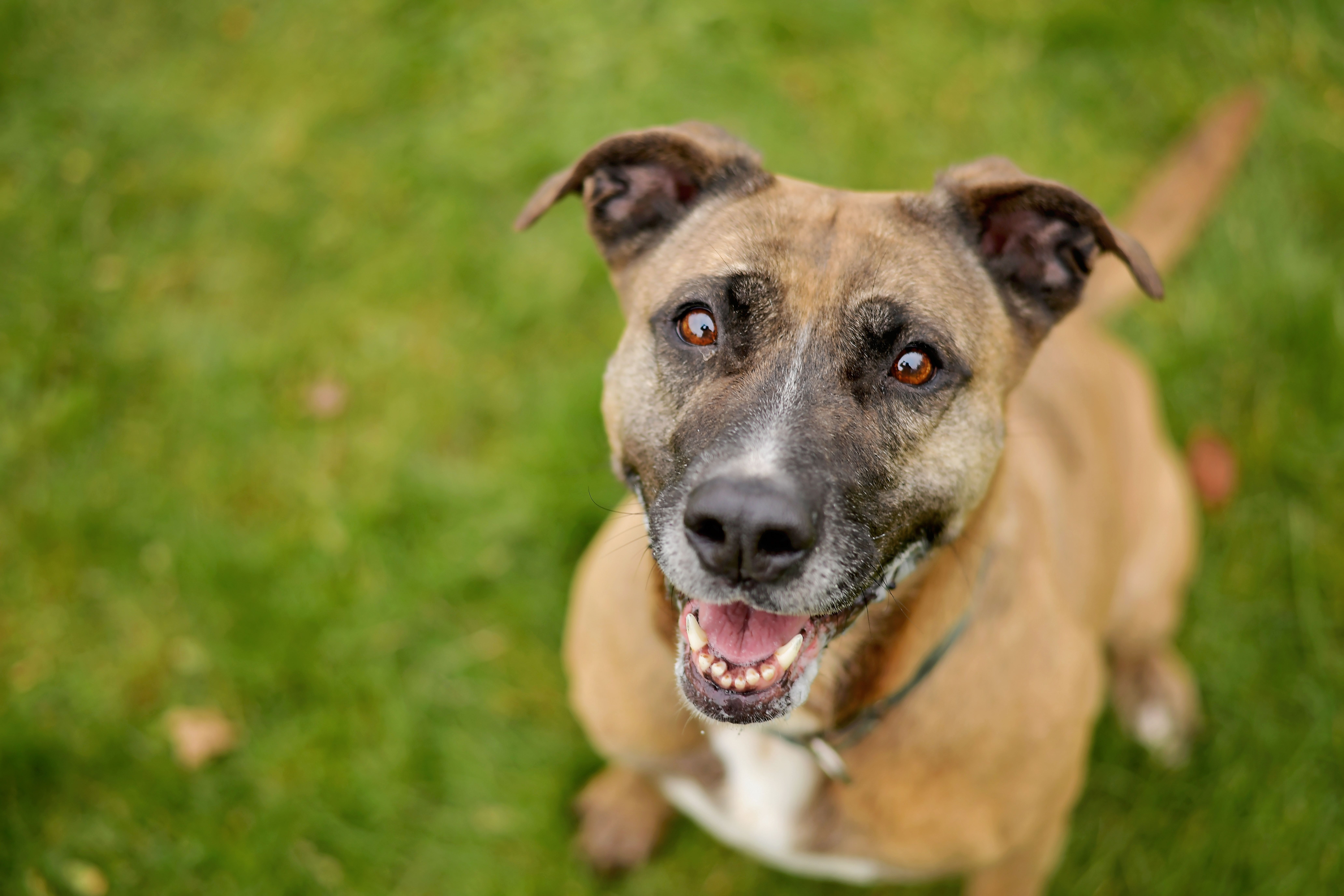 Mardi Gras, Adoptable, Adult Female Pit Bull Terrier.