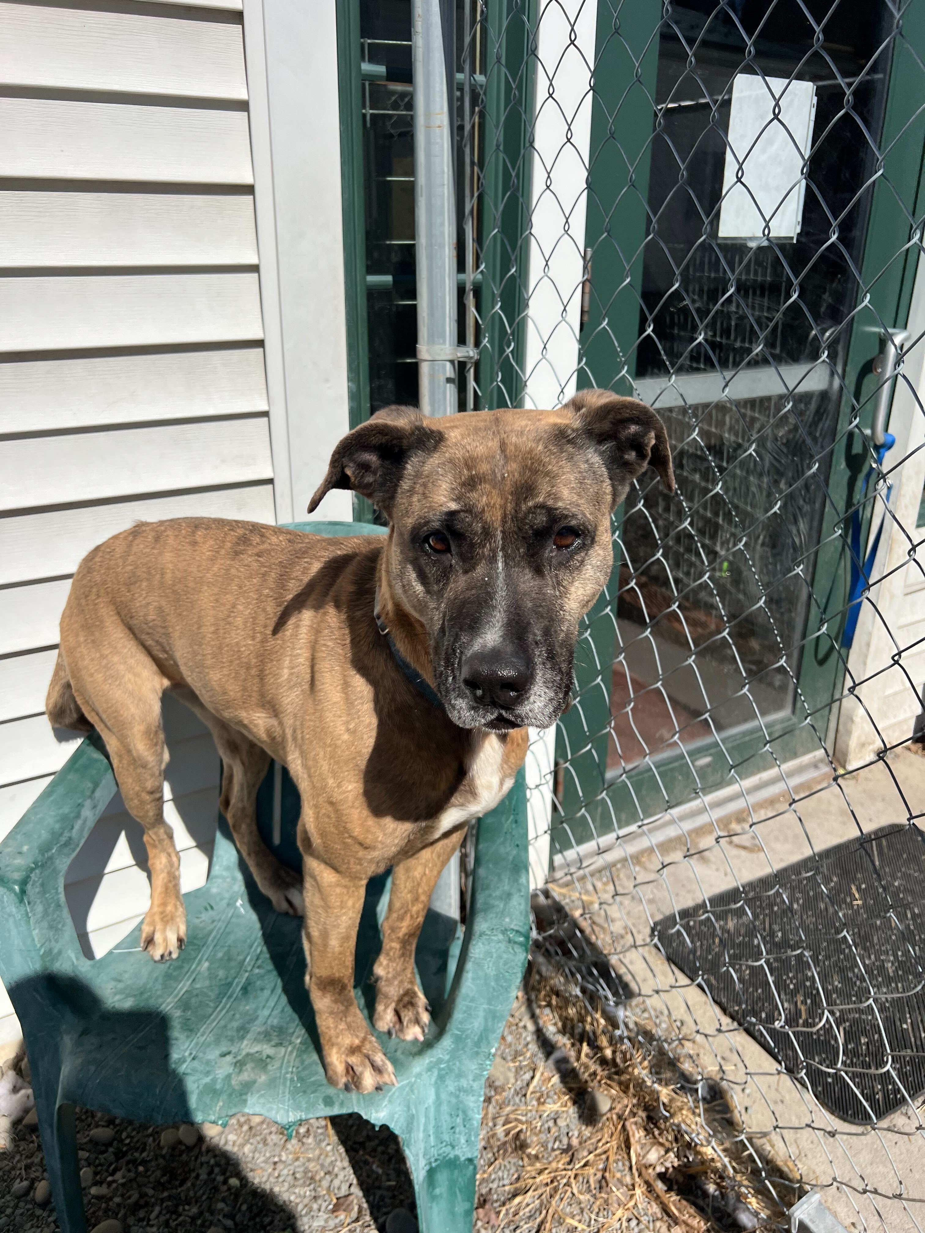 Mardi Gras, a Adoptable mixed breed in Montrose, PA image 4/5