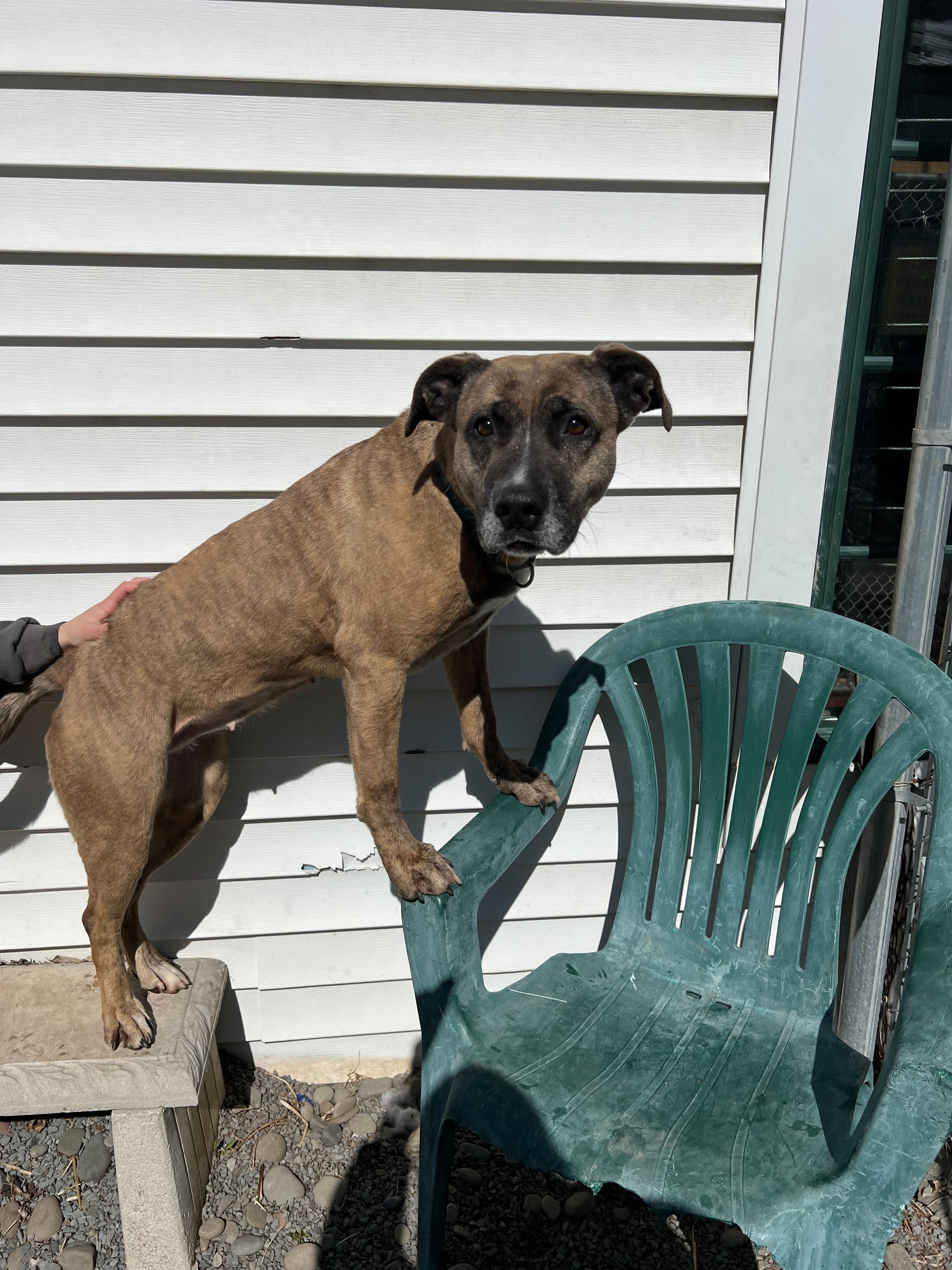 Mardi Gras, a Adoptable mixed breed in Montrose, PA image 2/5