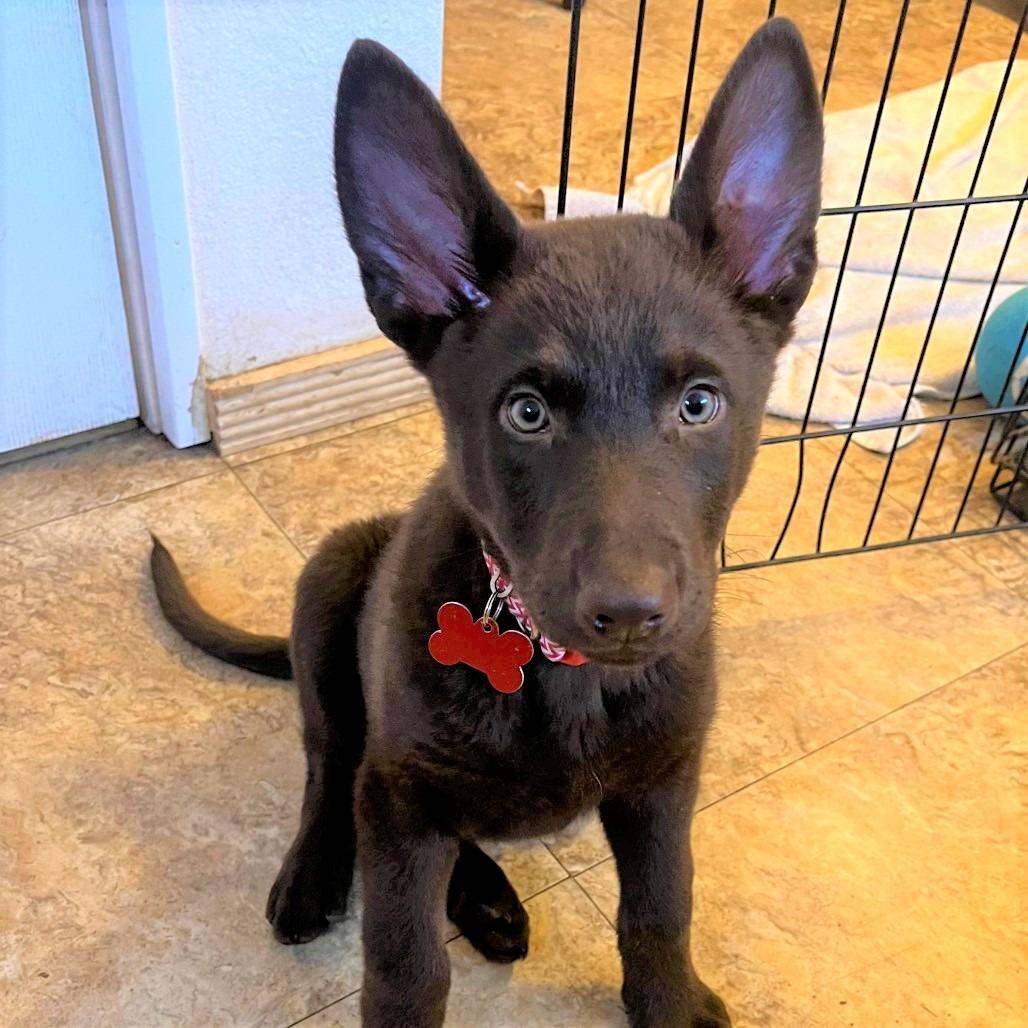 Rumi, Adoptable, Puppy Female Australian Kelpie & Mixed Breed.