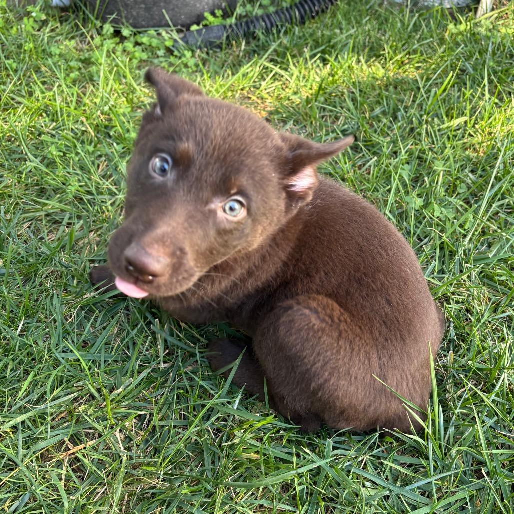 Enlarge Rumi, a Adoptable mixed breed in Oceanside, CA image 2/3