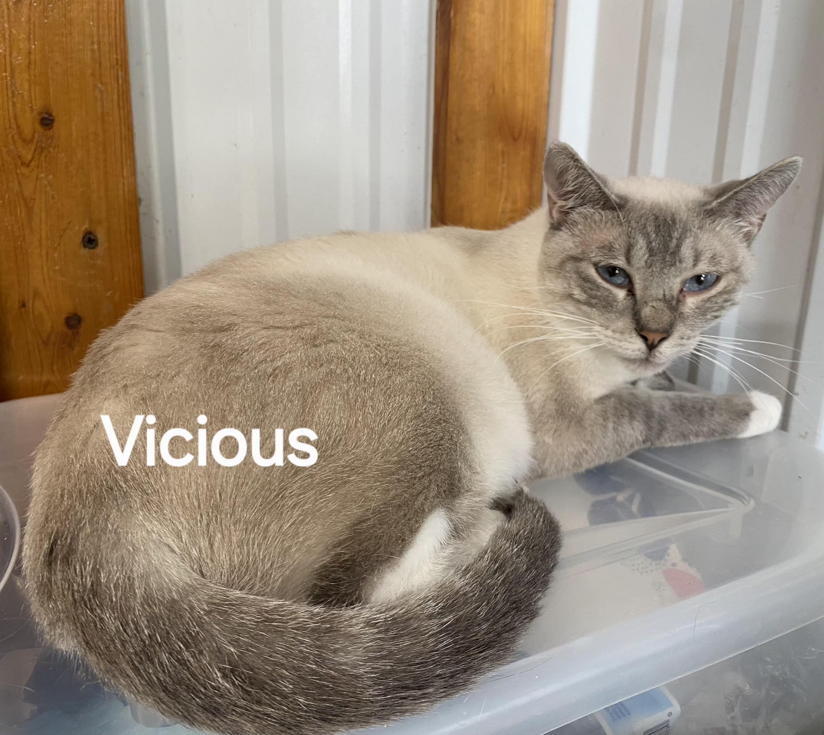 Vicious, ADOPTABLE, Young Female Siamese.