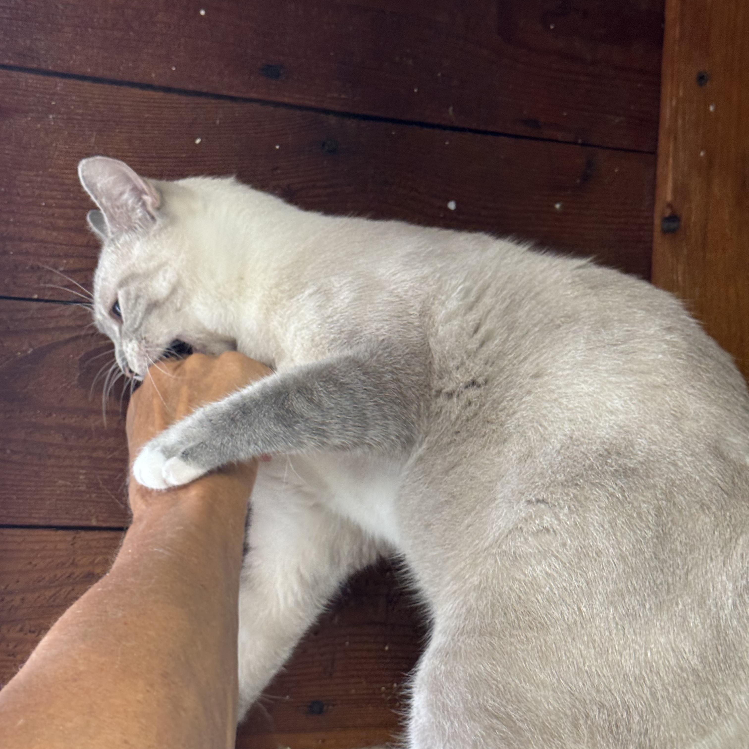Enlarge Vicious, a Adoptable Siamese in Lees Summit, MO image 3/3