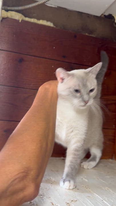 Enlarge Vicious, a Adoptable Siamese in Lees Summit, MO video 2/3