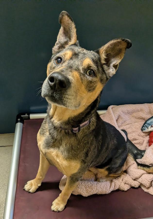 Willie, a Adoptable mixed breed in Bellingham, WA image 4/6