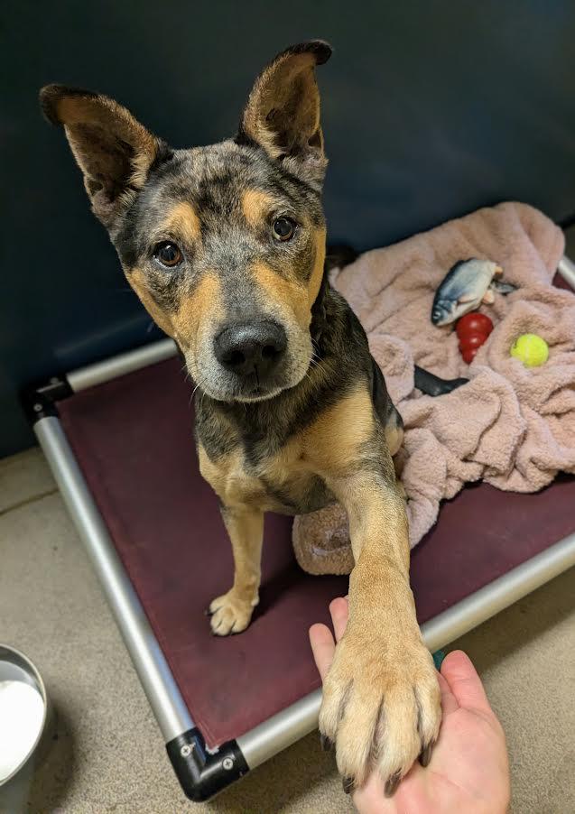 Willie, a Adoptable mixed breed in Bellingham, WA image 6/6