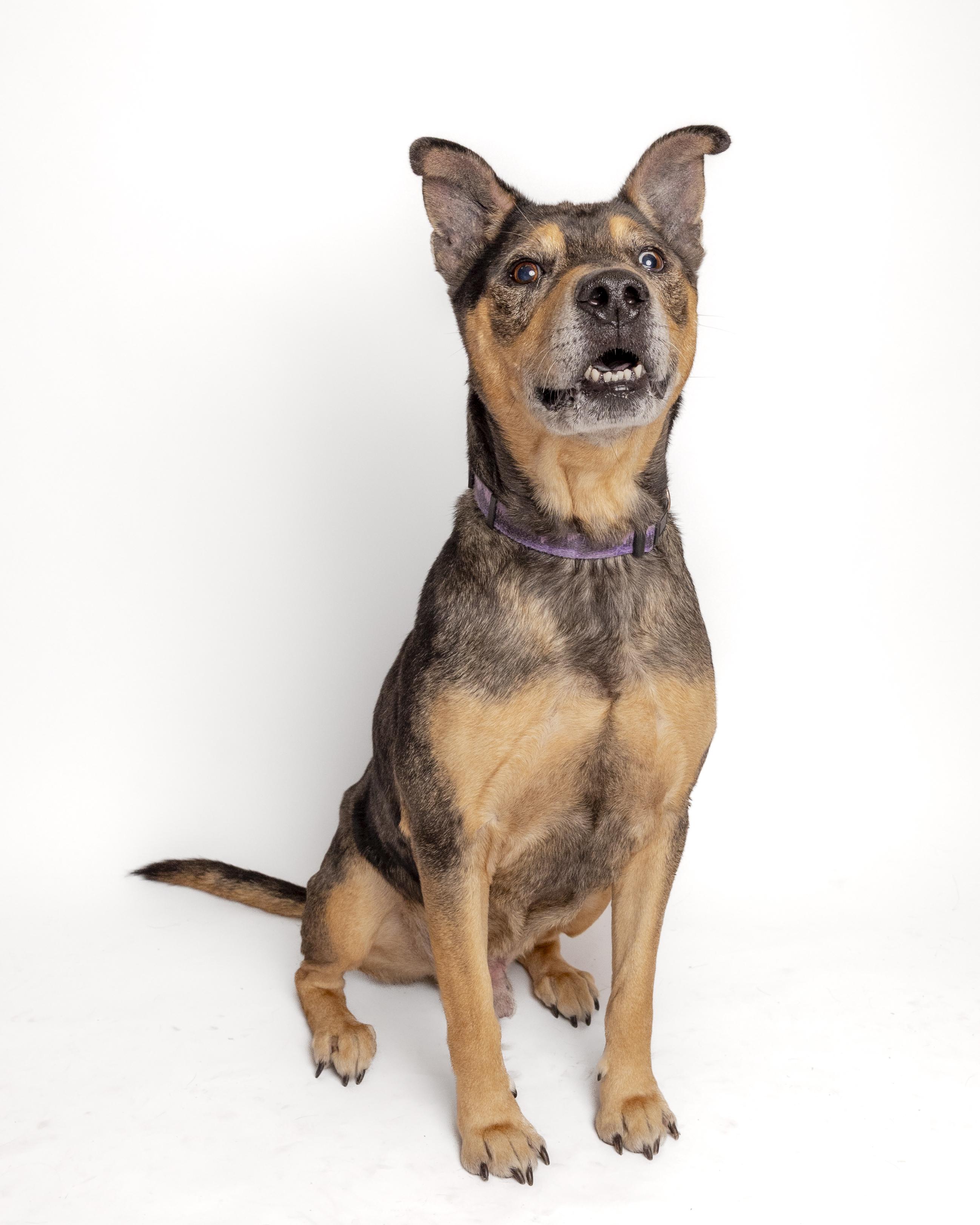 Willie, Adoptable, Senior Male American Staffordshire Terrier.