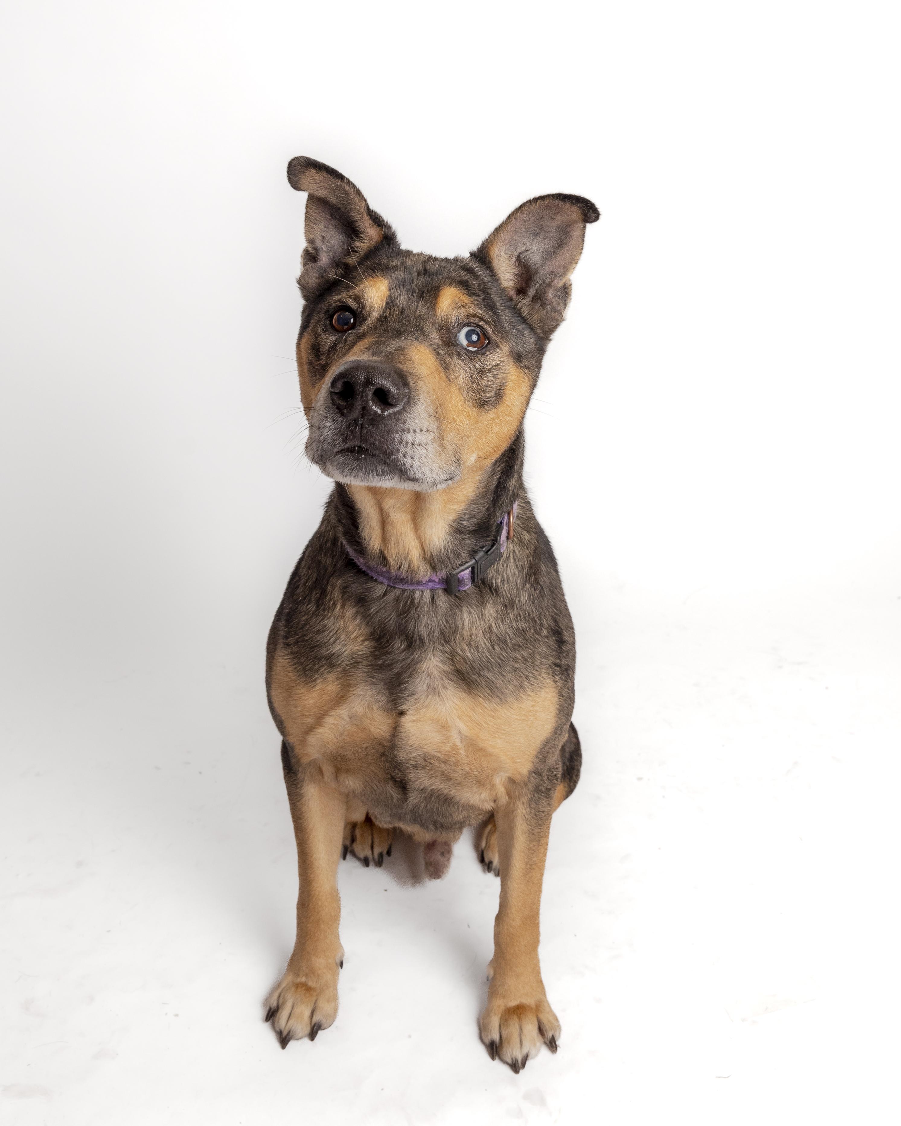 Willie, a Adoptable mixed breed in Bellingham, WA image 3/6