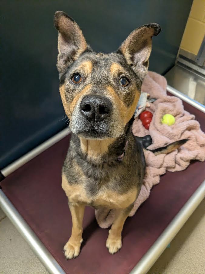 Willie, a Adoptable mixed breed in Bellingham, WA image 2/6