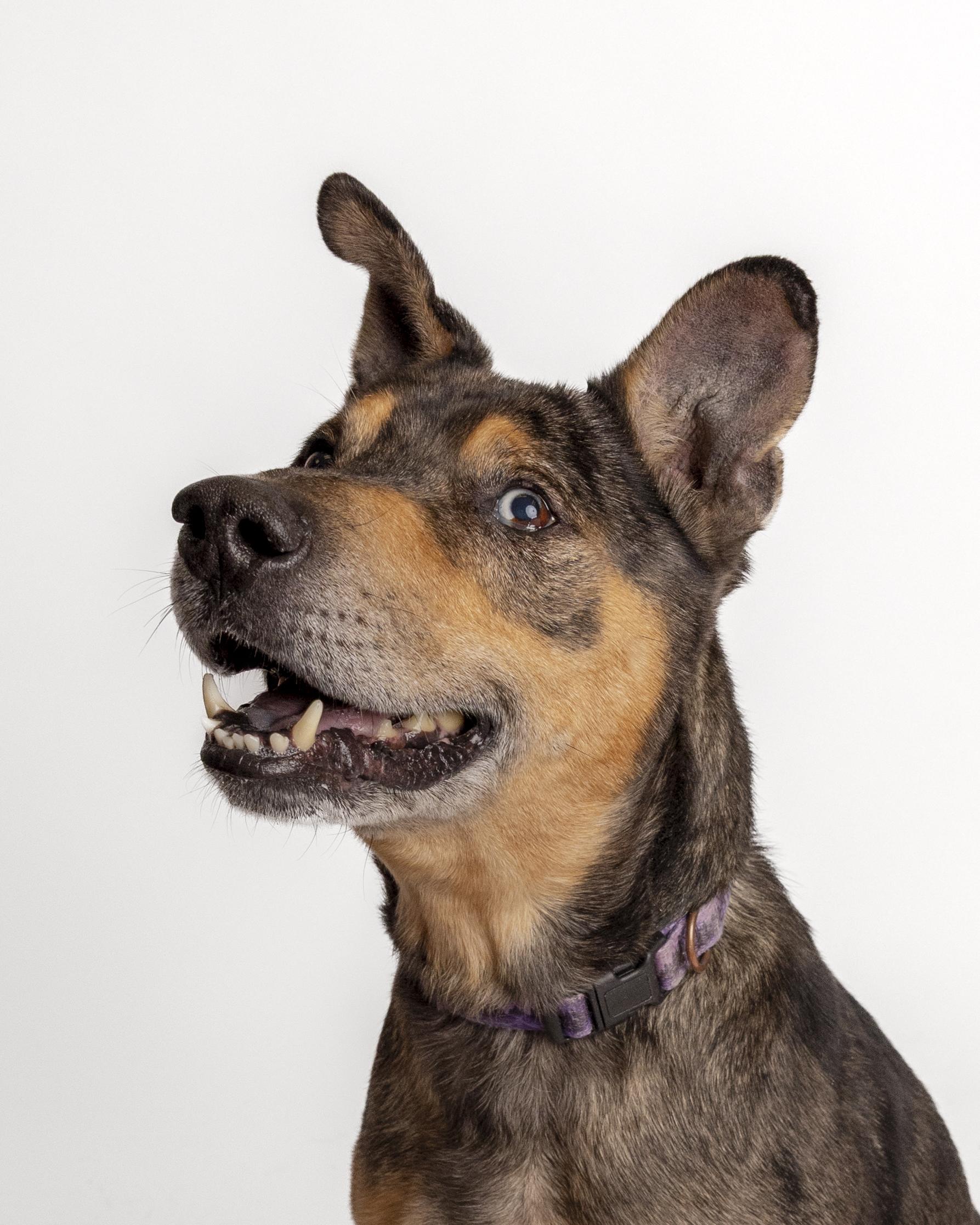 Willie, a Adoptable mixed breed in Bellingham, WA image 5/6