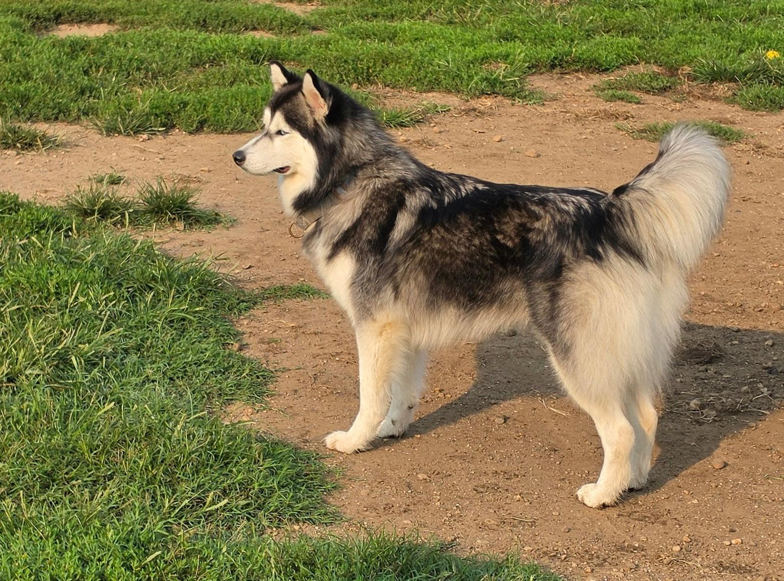 Colt *FTA*, Adoptable, Young Male Husky & Pomeranian.